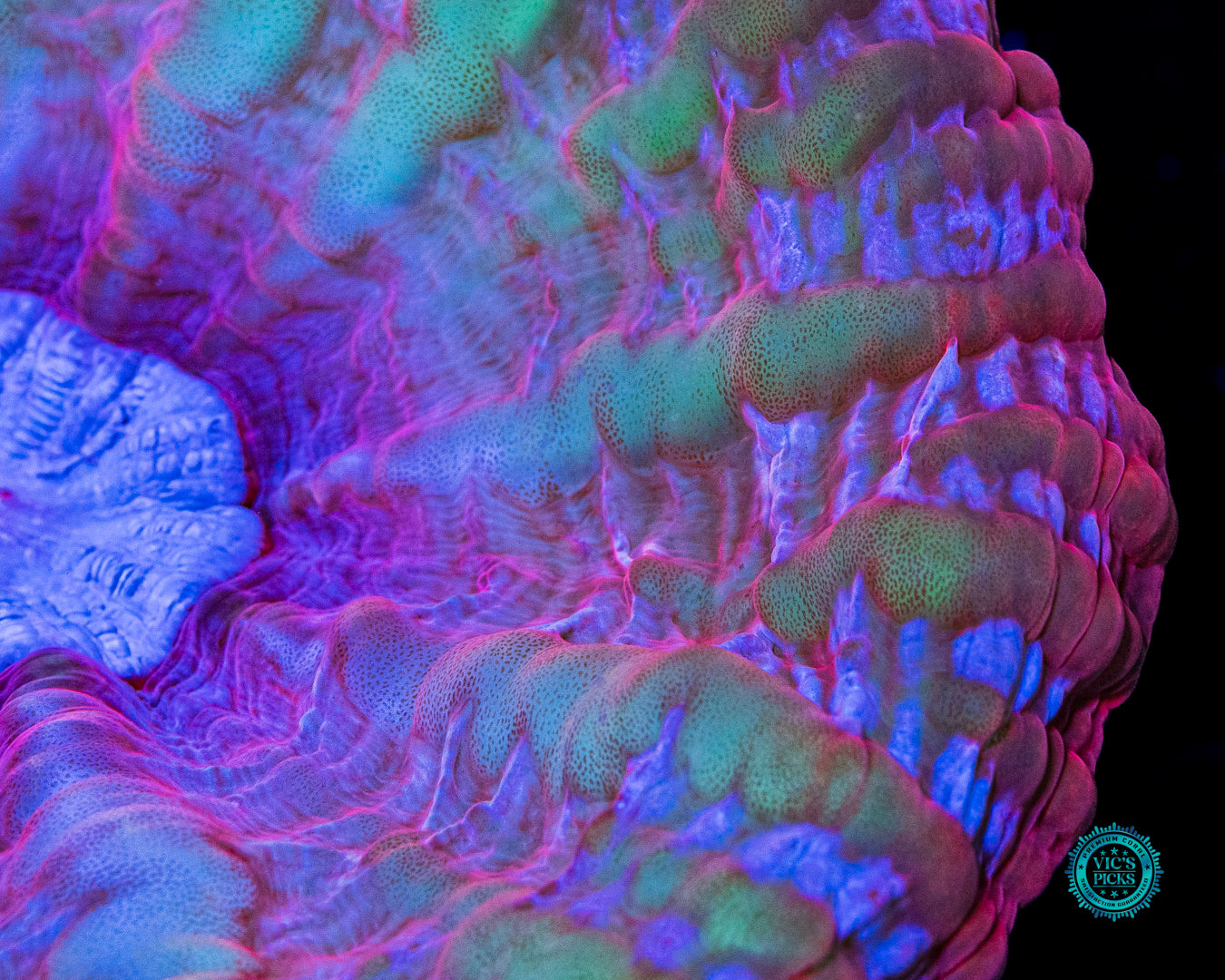 Poison Nova Cynarina