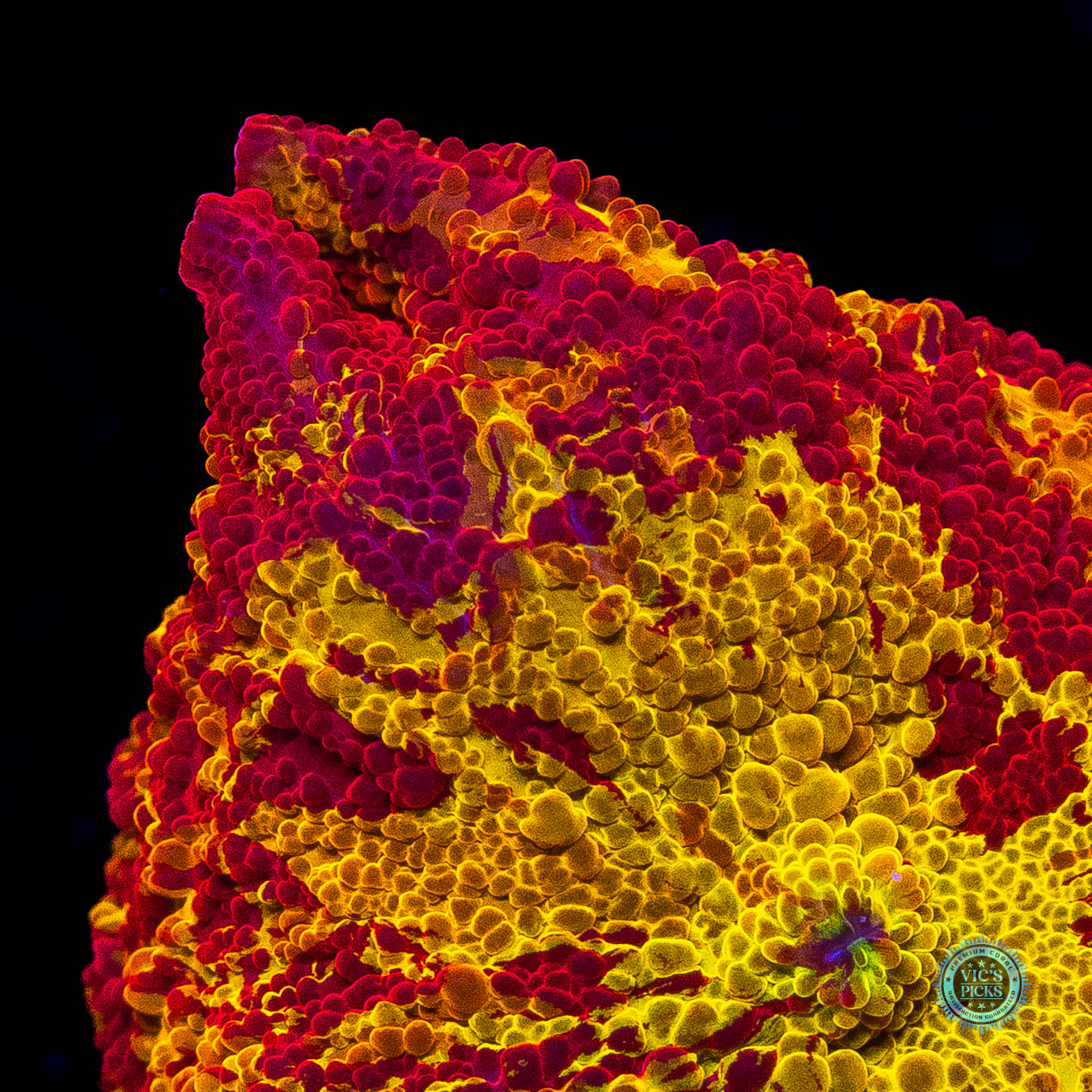 Ultra Jaw Breaker Mushroom