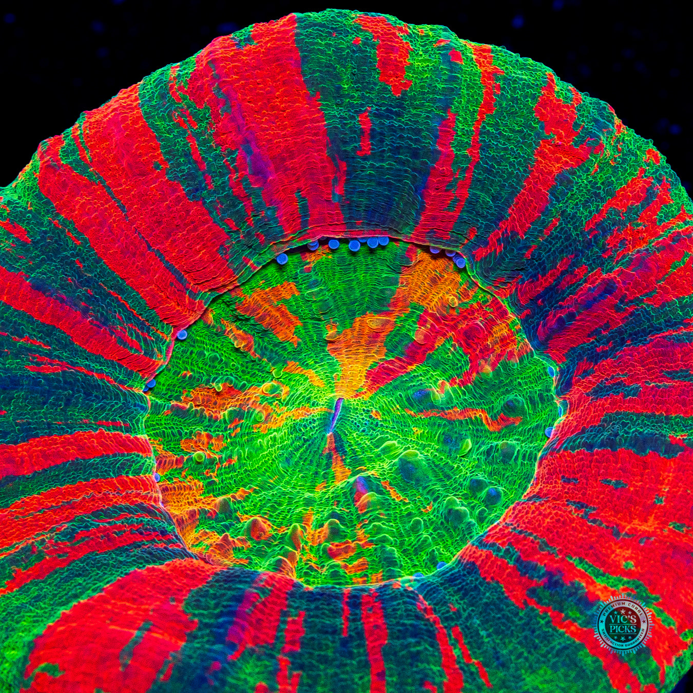 Hyperdrive Scolymia