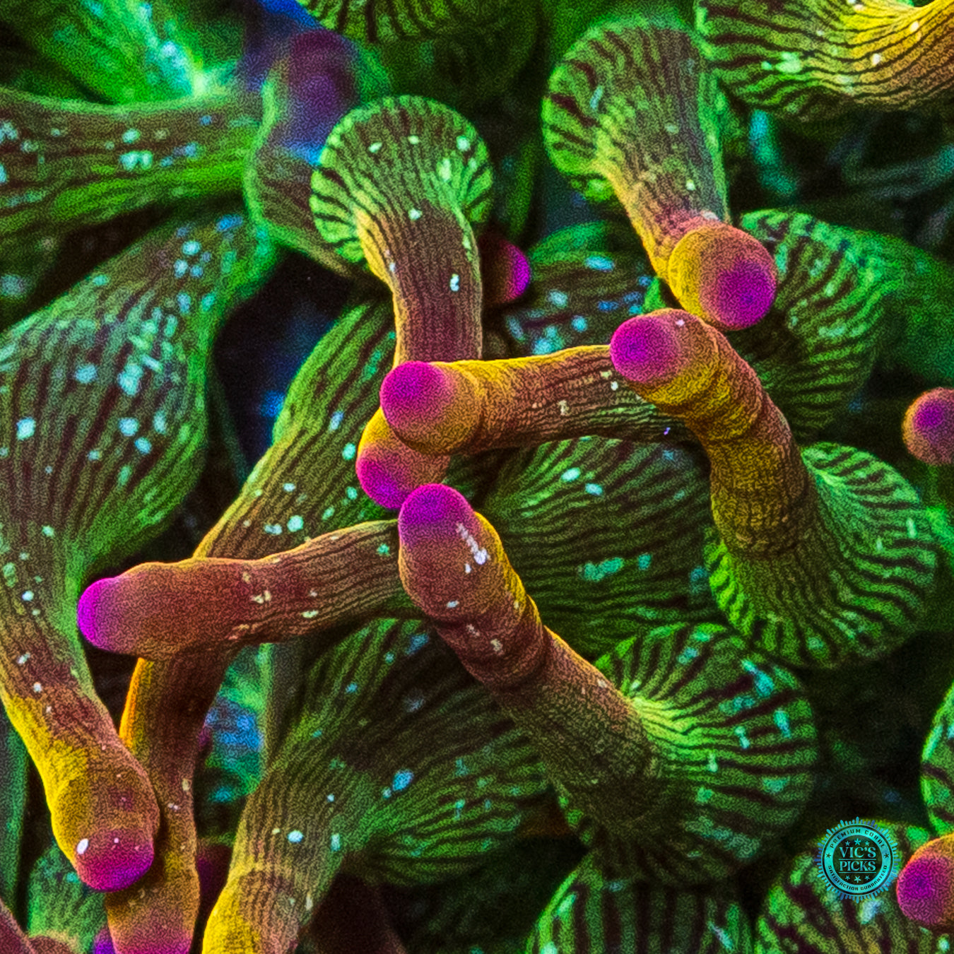 WWC Speckled Space Juice Bubble Anemone