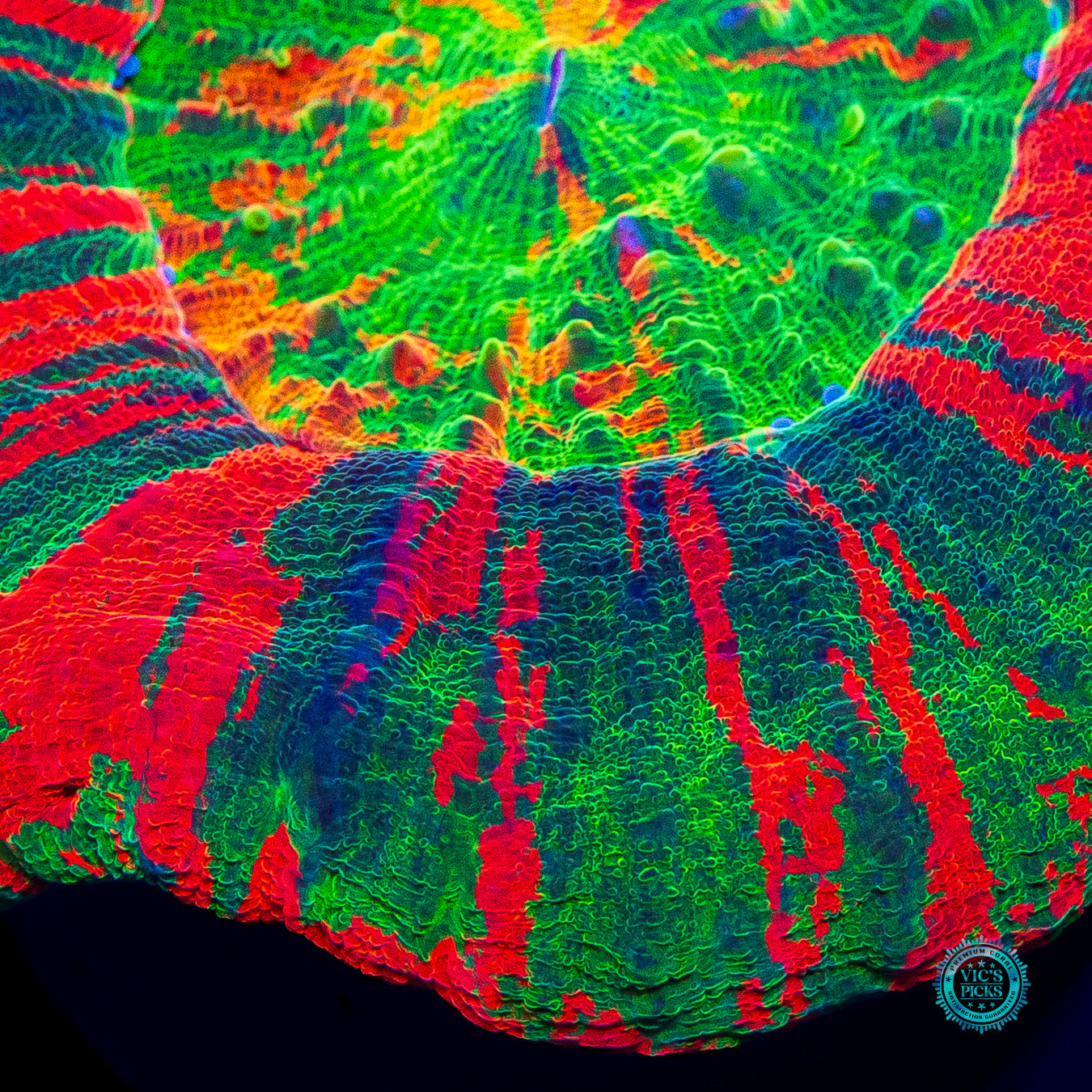 Hyperdrive Scolymia