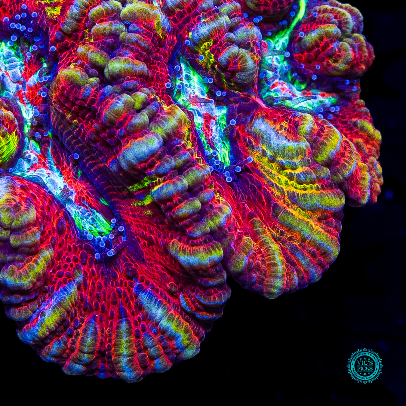 Fusion Flare Symphyllia Wilsoni