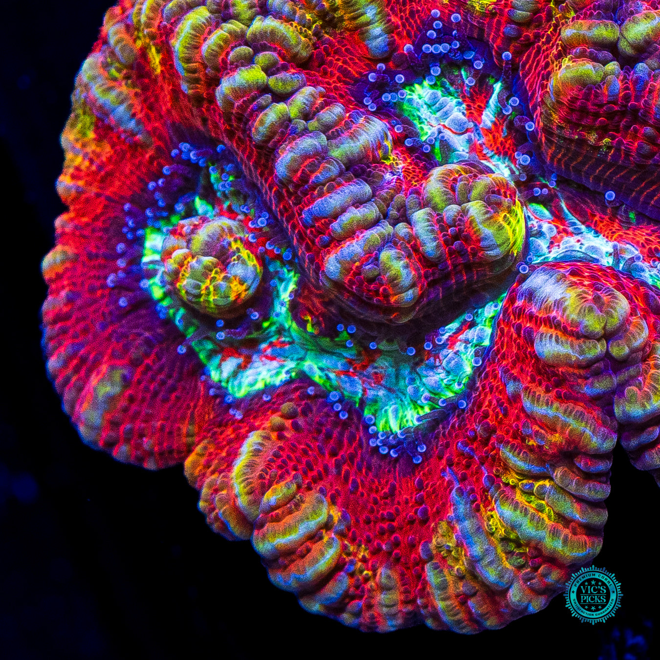 Fusion Flare Symphyllia Wilsoni