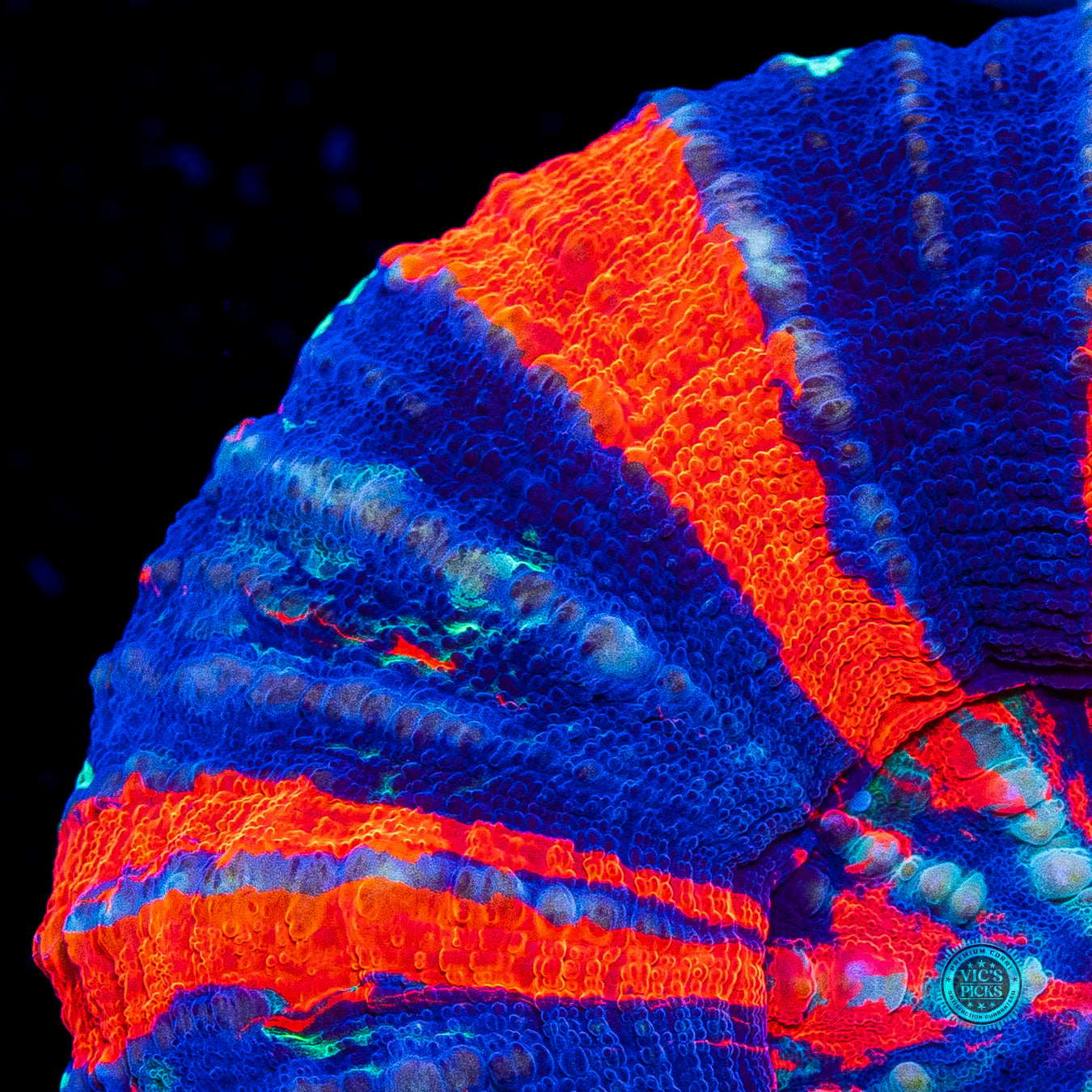 Pinwheel Warpaint Scolymia