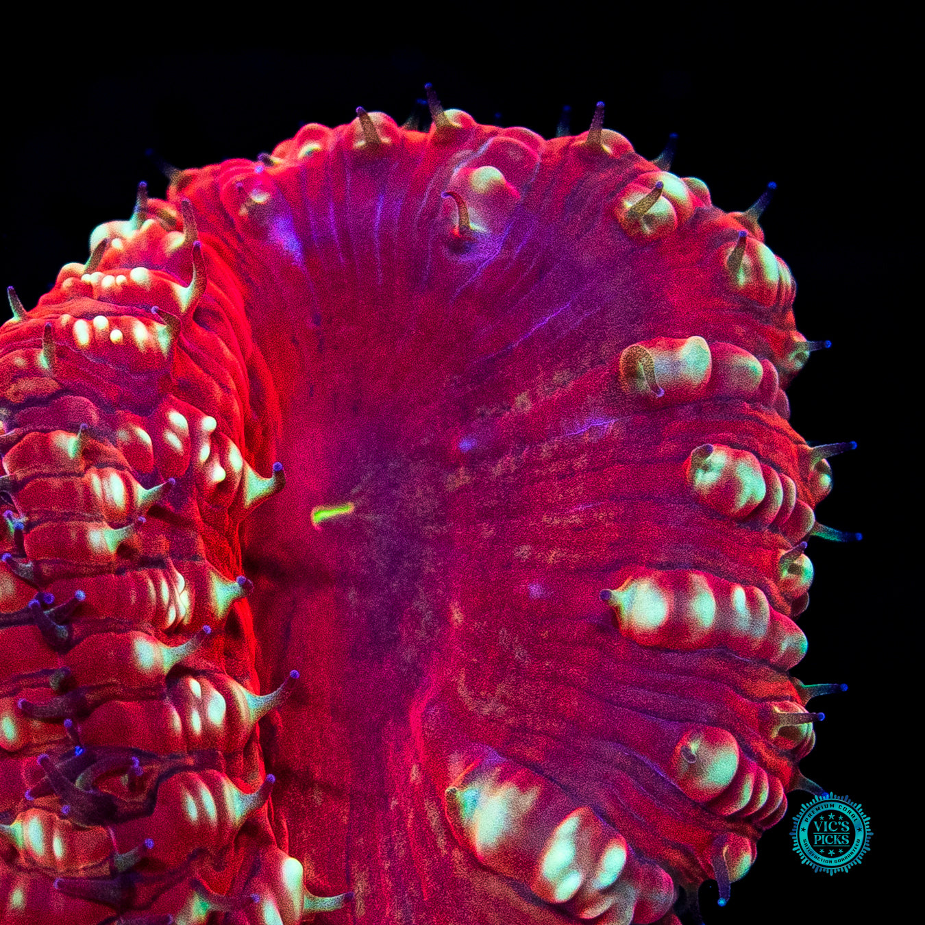 Candy Cane Lane Blastomussa