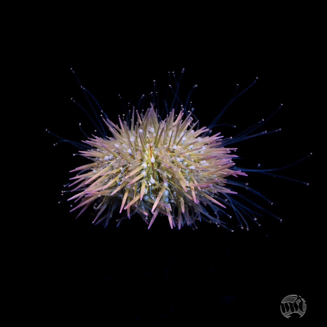 Pincushion Urchin