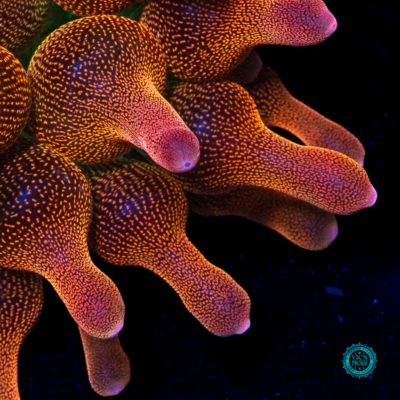 WWC Limonada Naranja Bubble Anemone