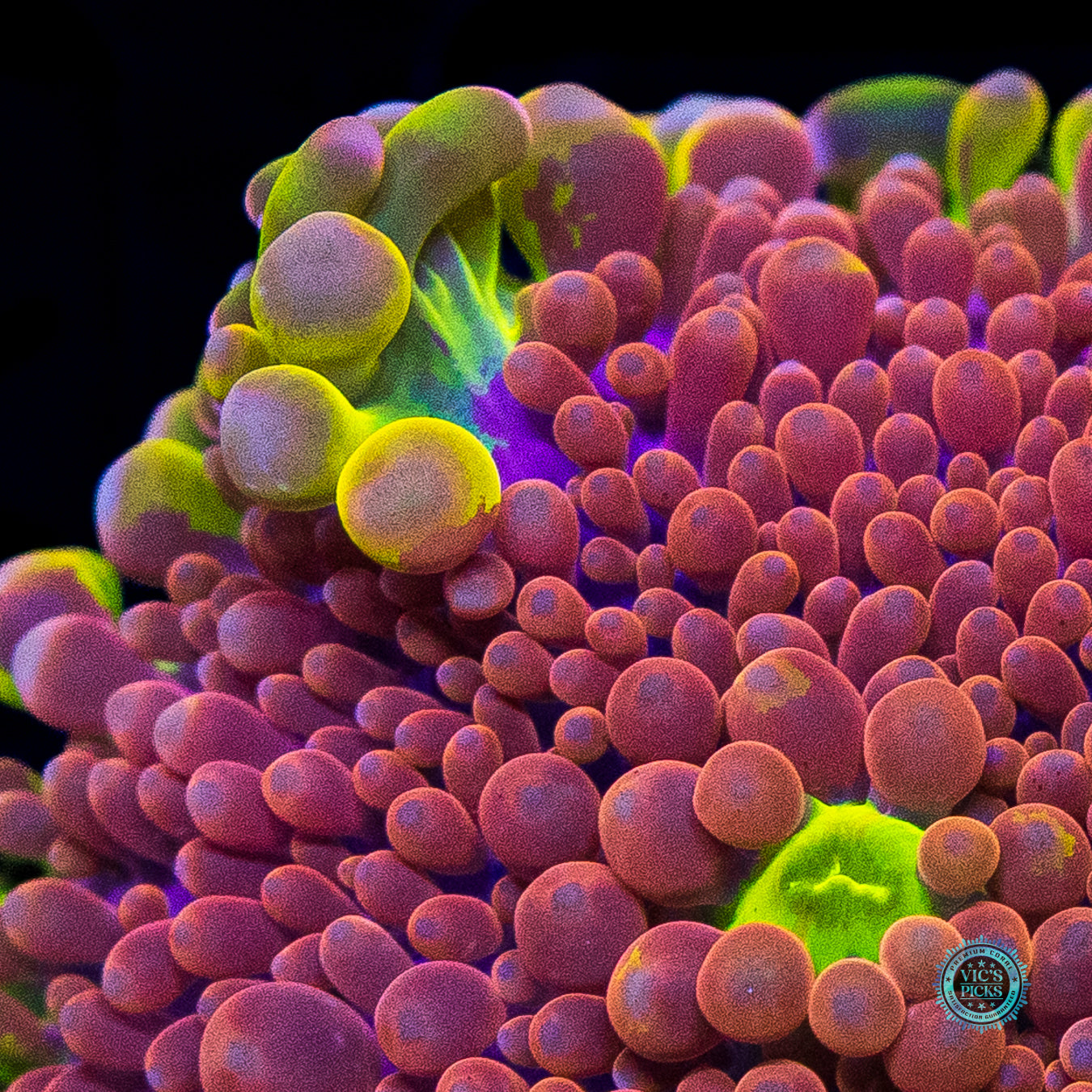 Jupiters Moon Yuma Mushroom