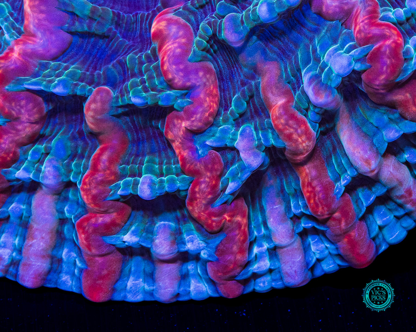 Shimmering Vortex Indophyllia