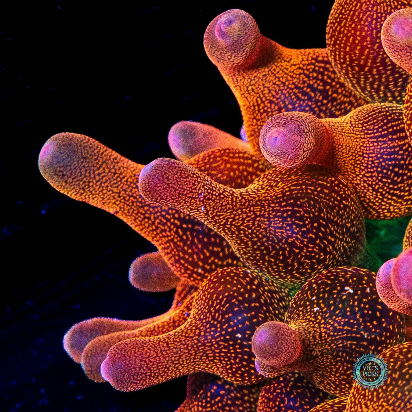 WWC Limonada Naranja Bubble Anemone