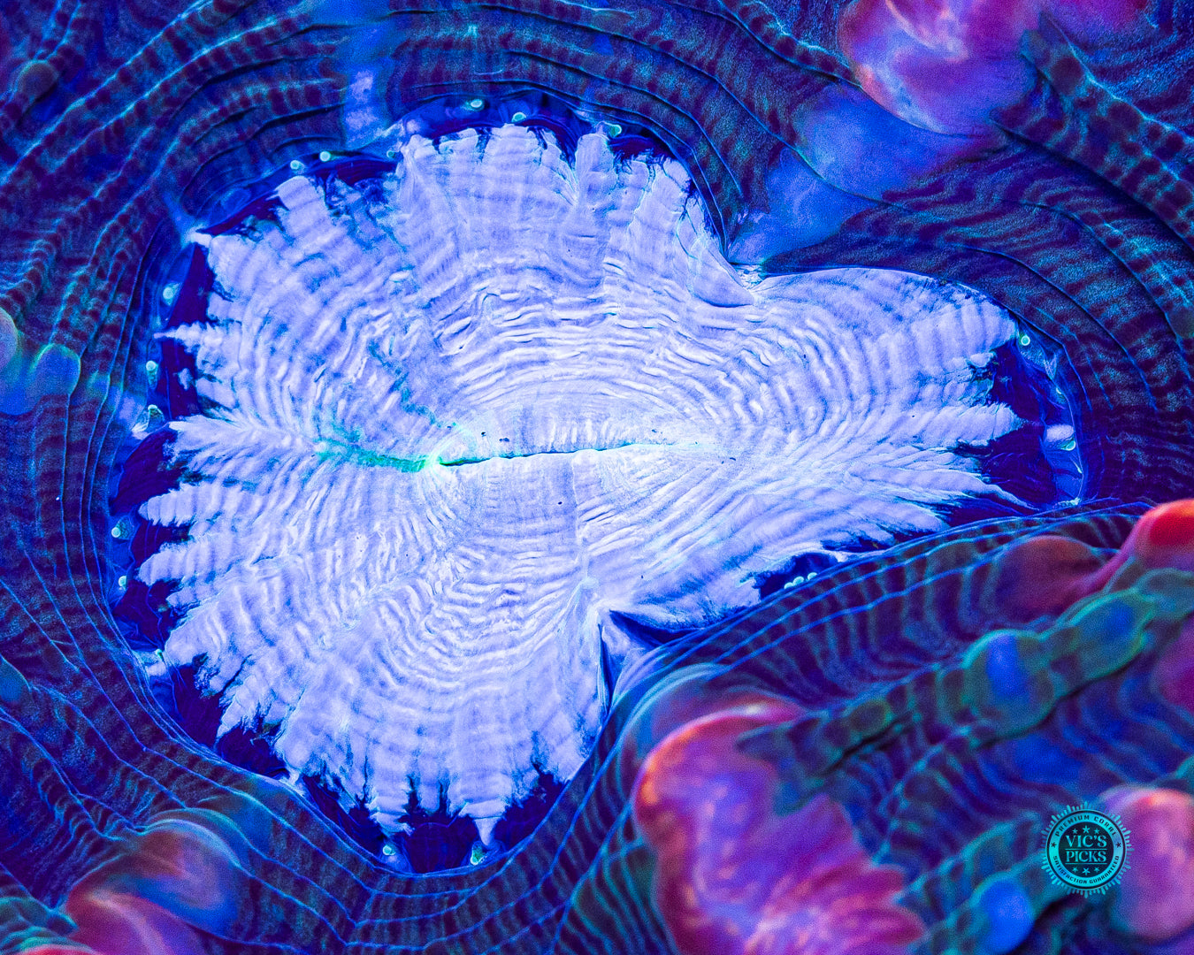 Shimmering Vortex Indophyllia