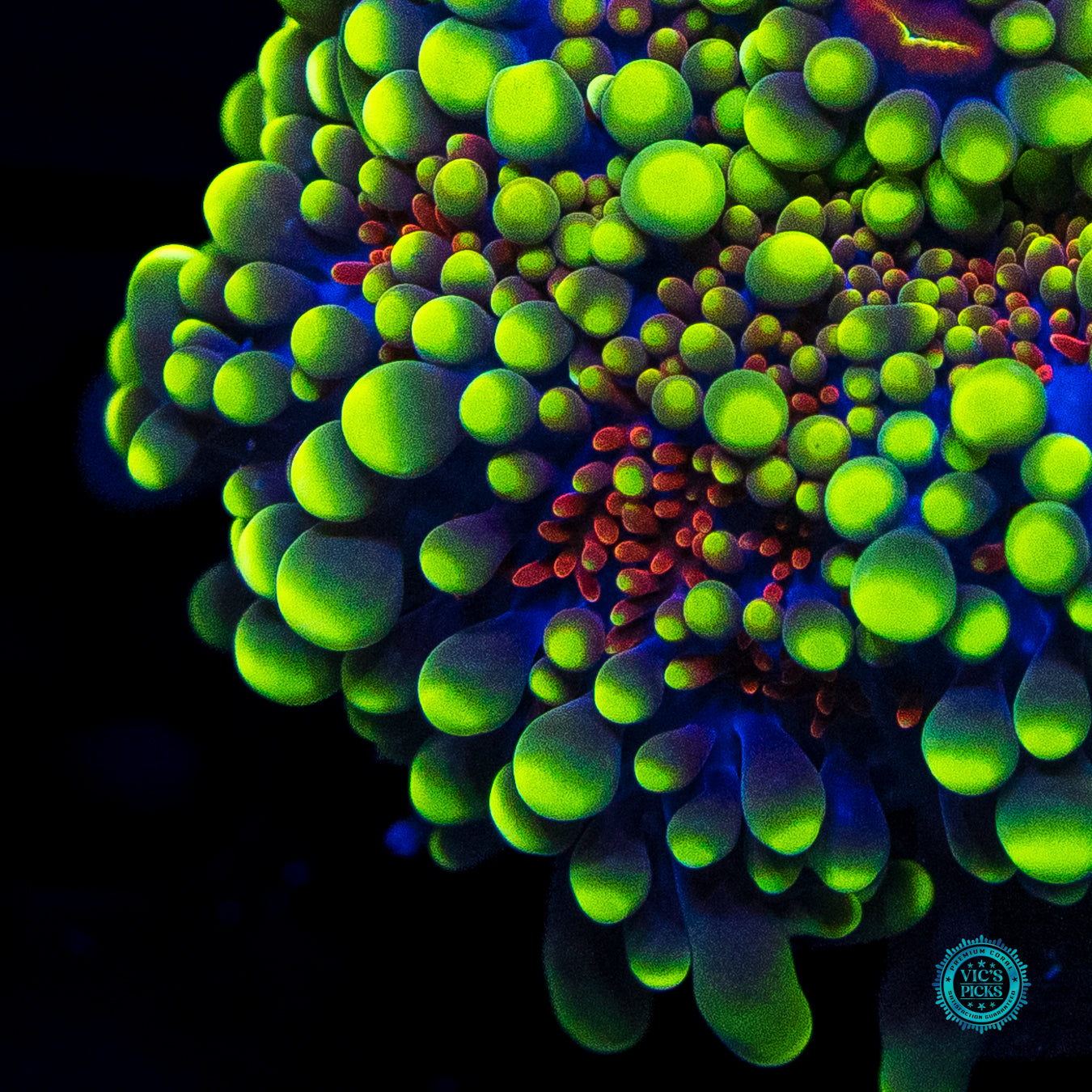 Sun Scortched Yuma Mushroom