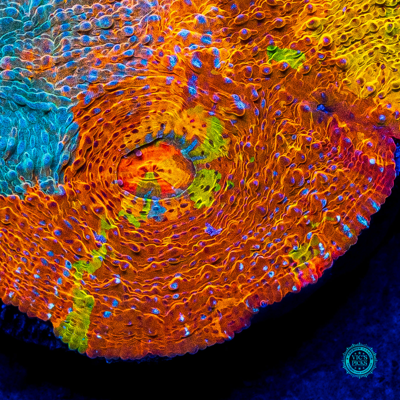 Alien Empire Chalice