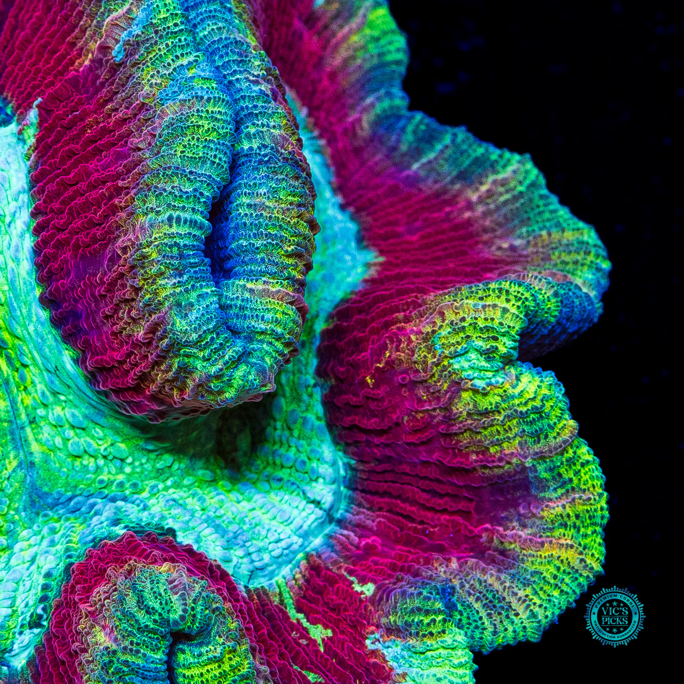 Cherry Lime Explosion Trachyphyllia