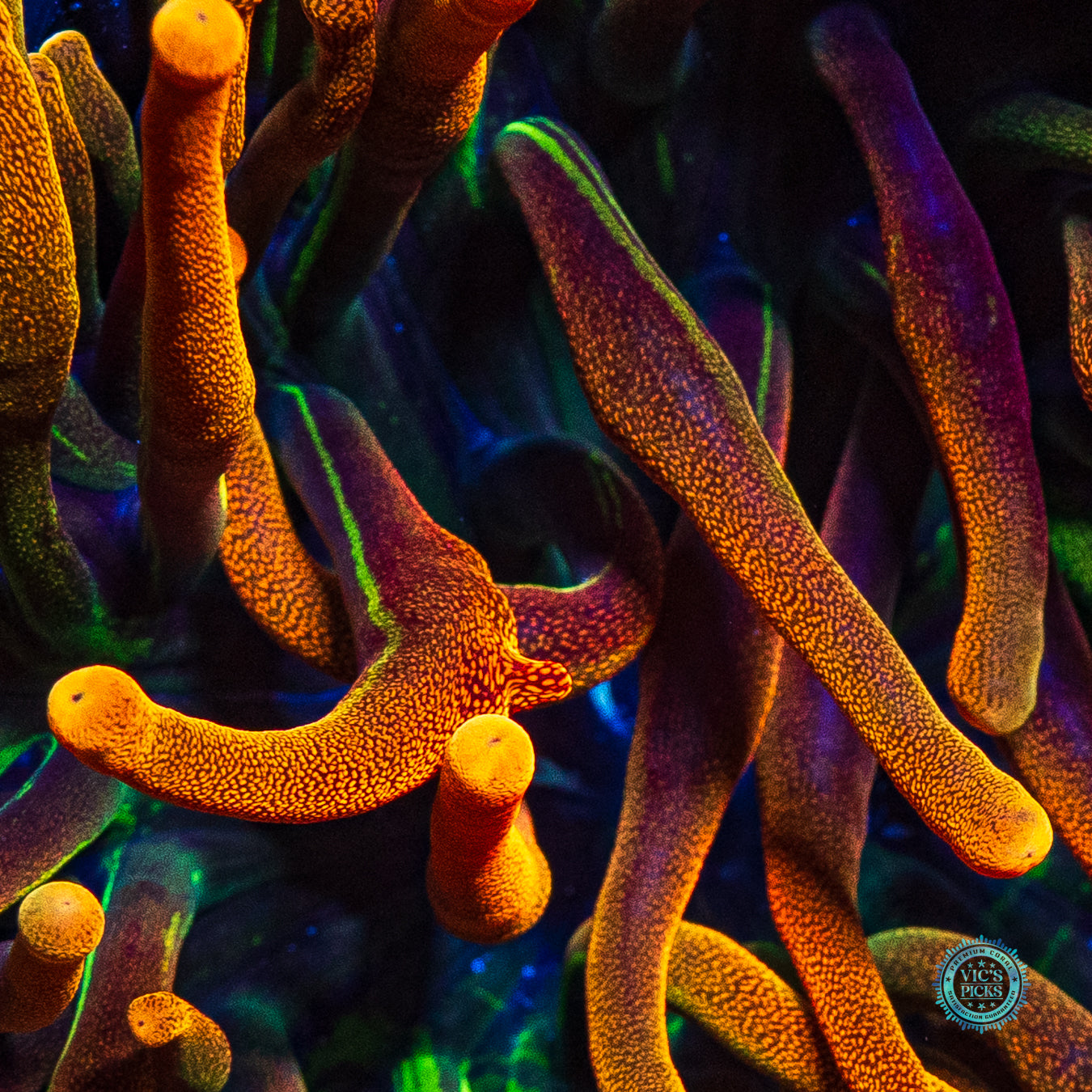Colorado Sunburst Bubble Anemone