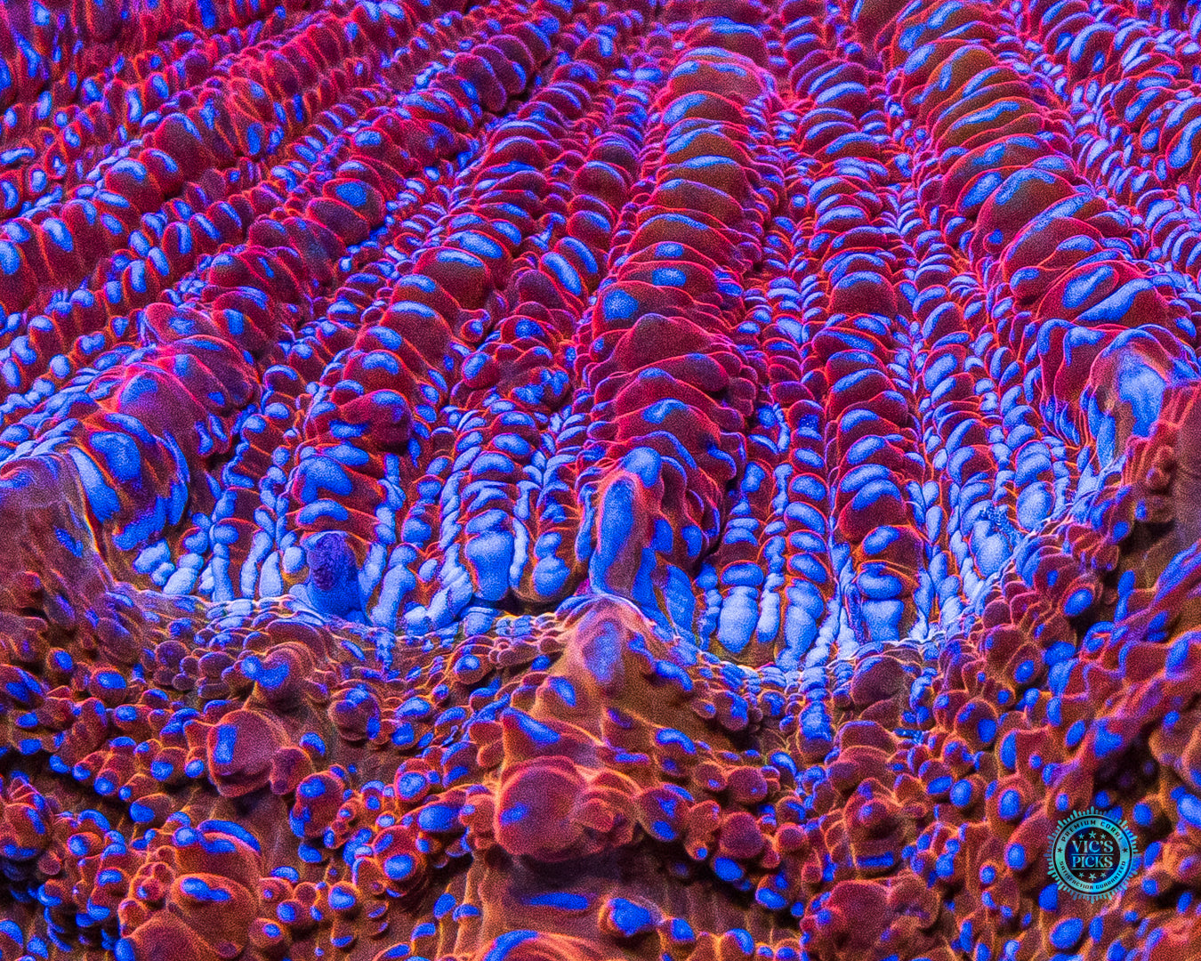 Fire Nova Acanthophyllia