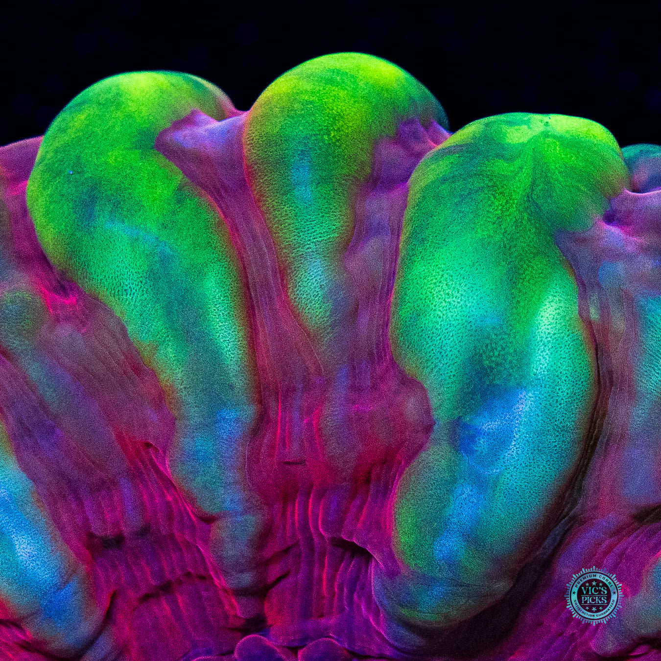 Dragon Heart Cynarina