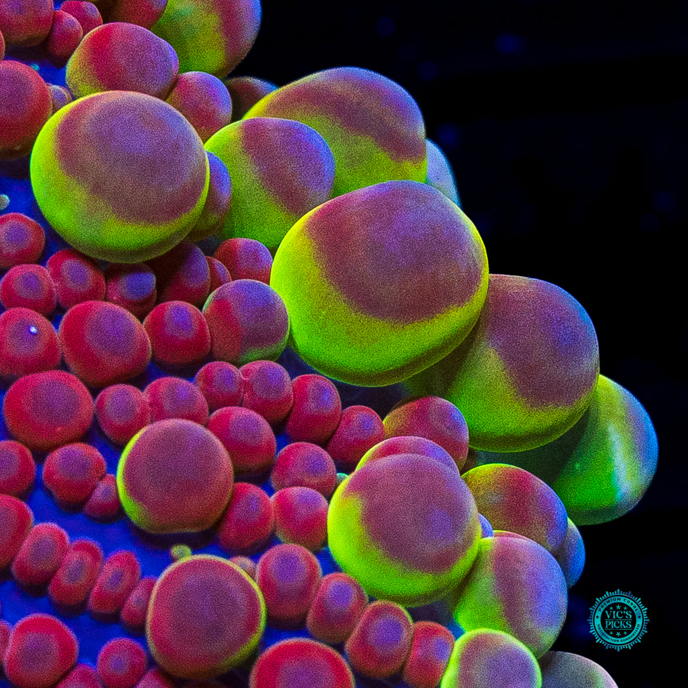 Jupiters Moon Yuma Mushroom
