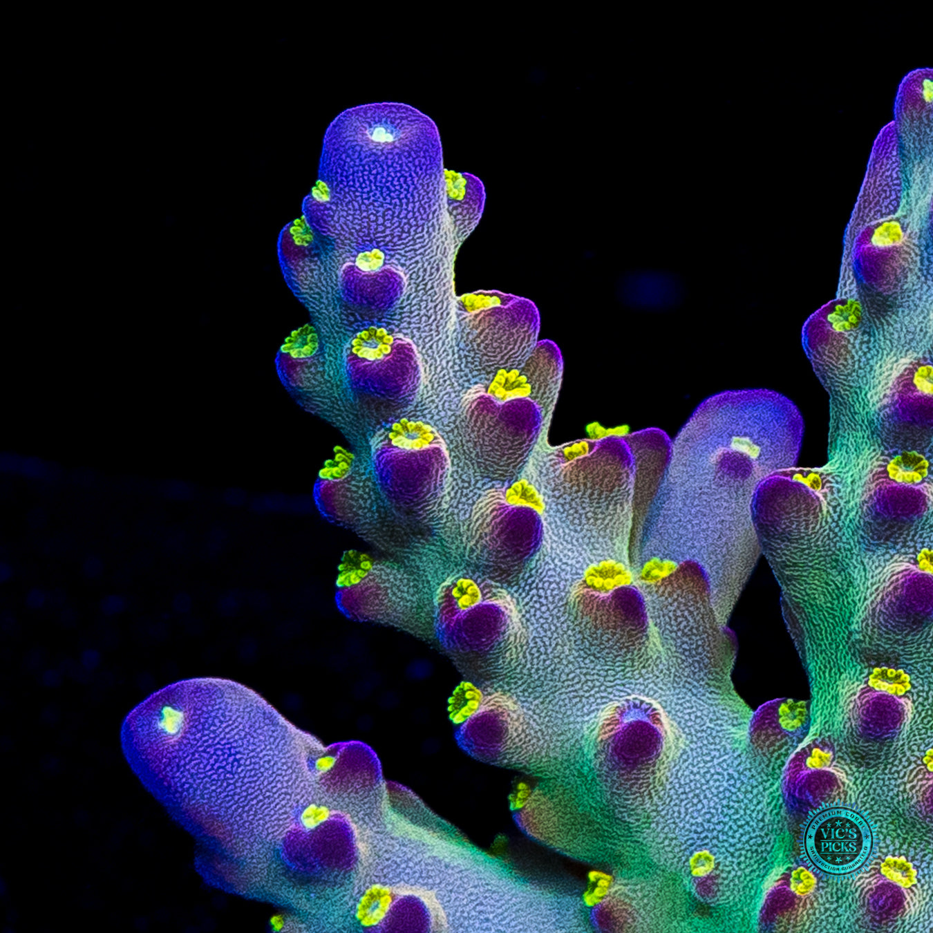 LG Jason Fox Fantasy Island Acropora