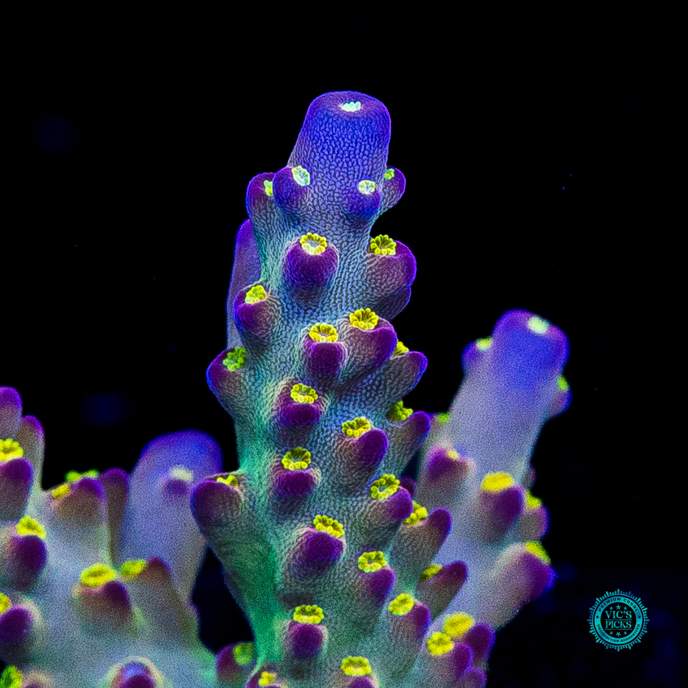 LG Jason Fox Fantasy Island Acropora
