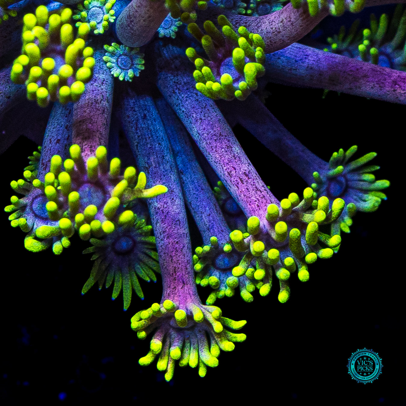 WWC Hail Hydra Goniopora