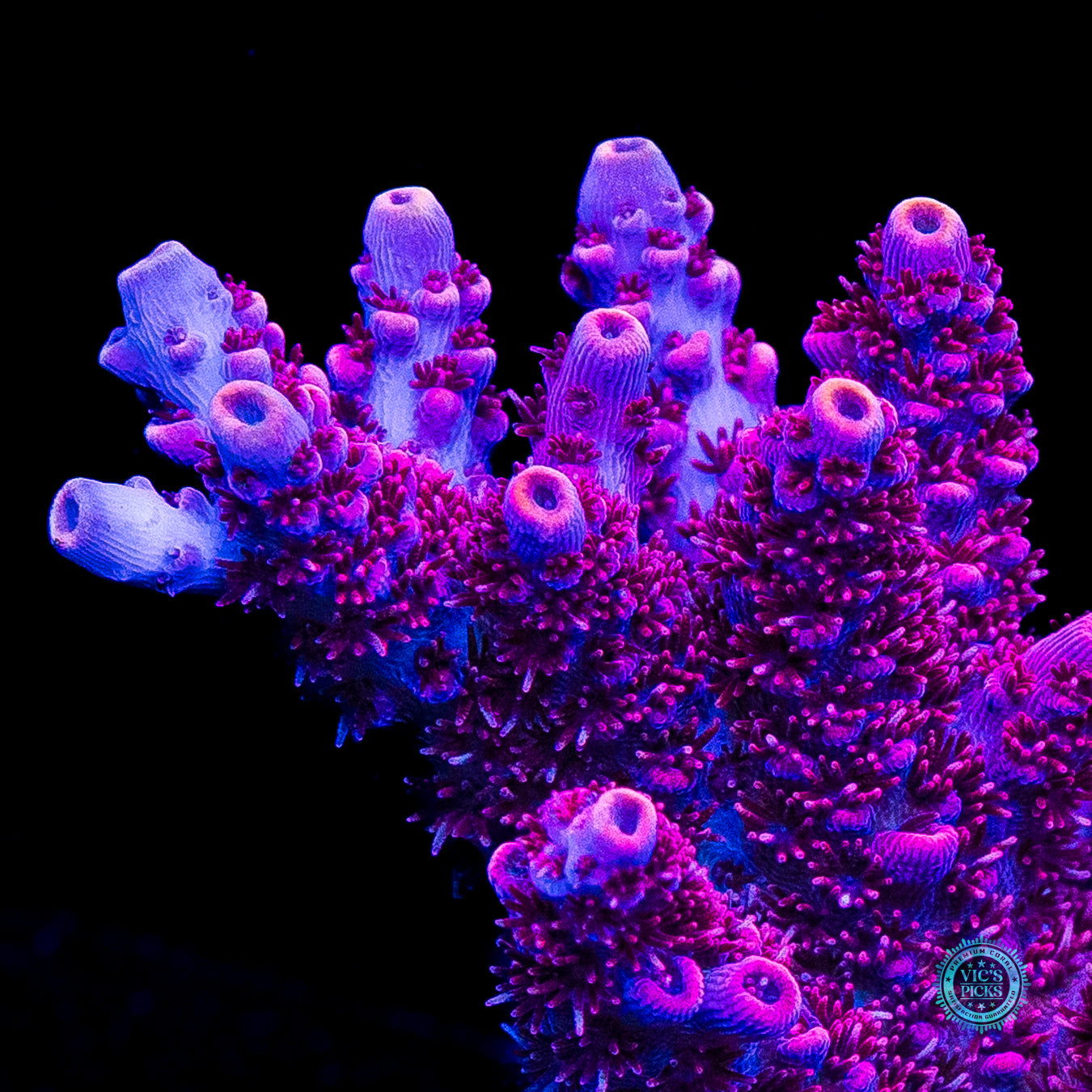 XL WWC Ruby Runner Acropora