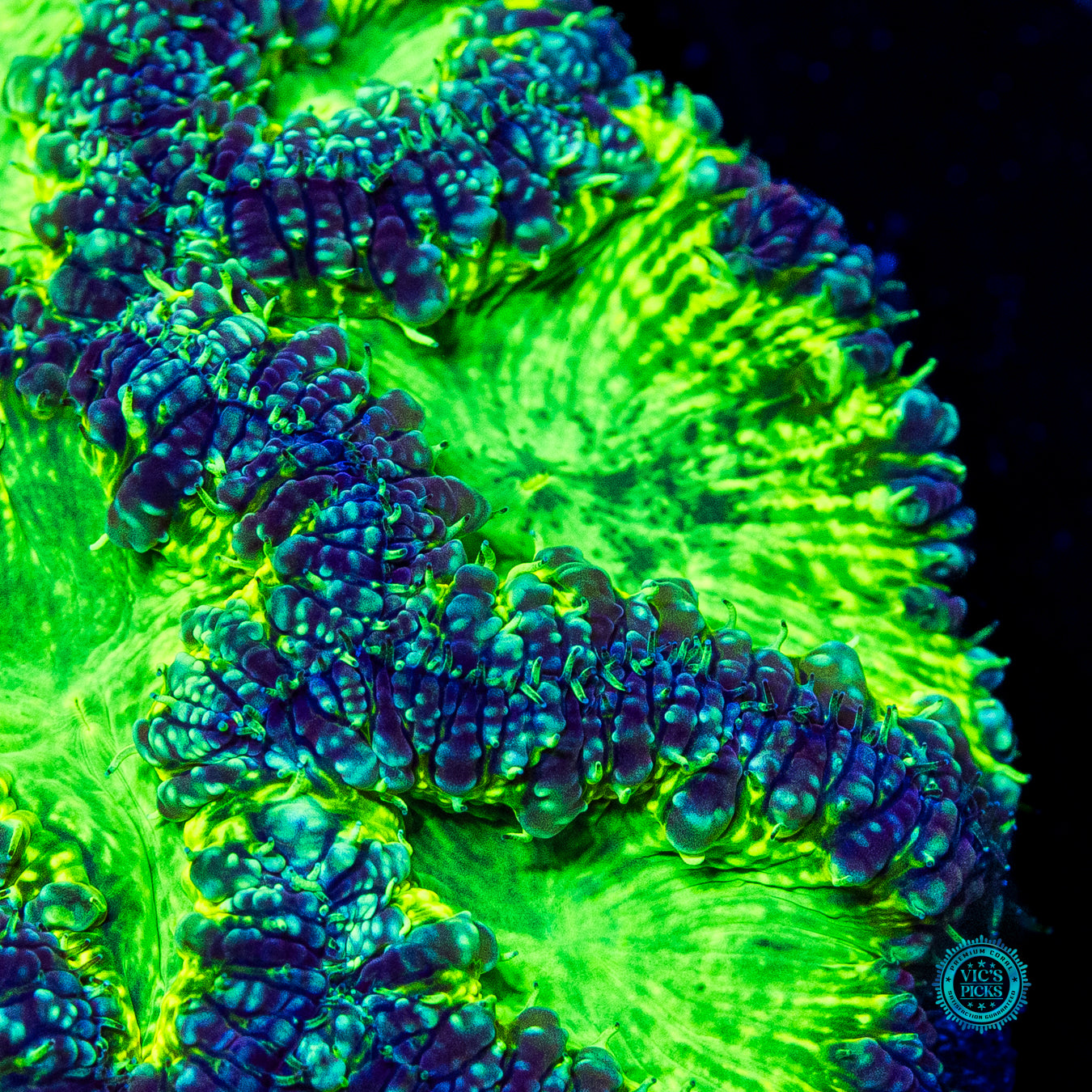 Demon Hunter Blastomussa