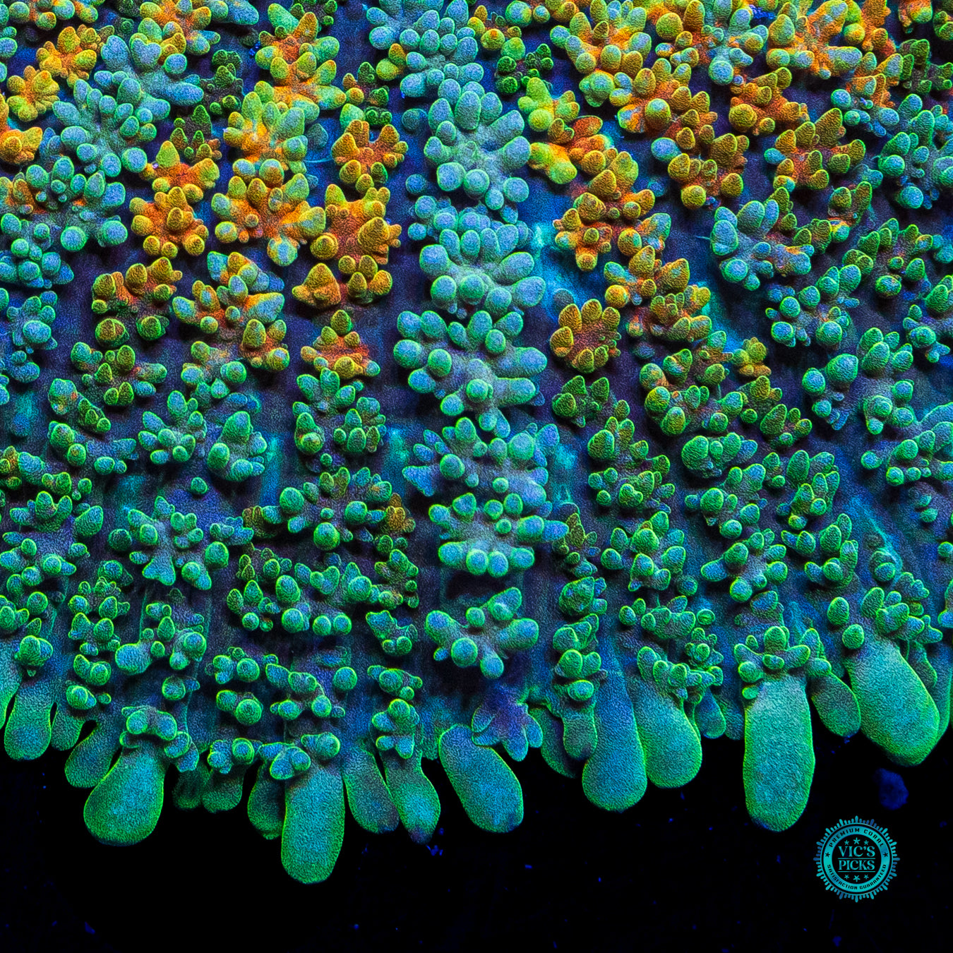 XL Venus Rising Carpet Rhodactis Mushroom