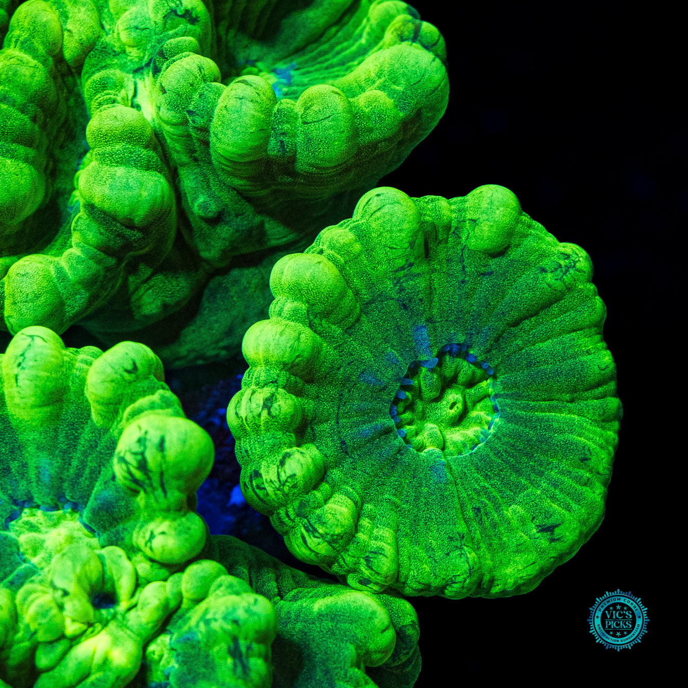 Kryptonite Candy Canes