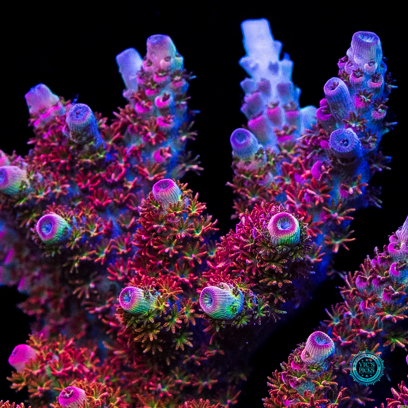 XXL WWC Dirty Love Dreams Acropora