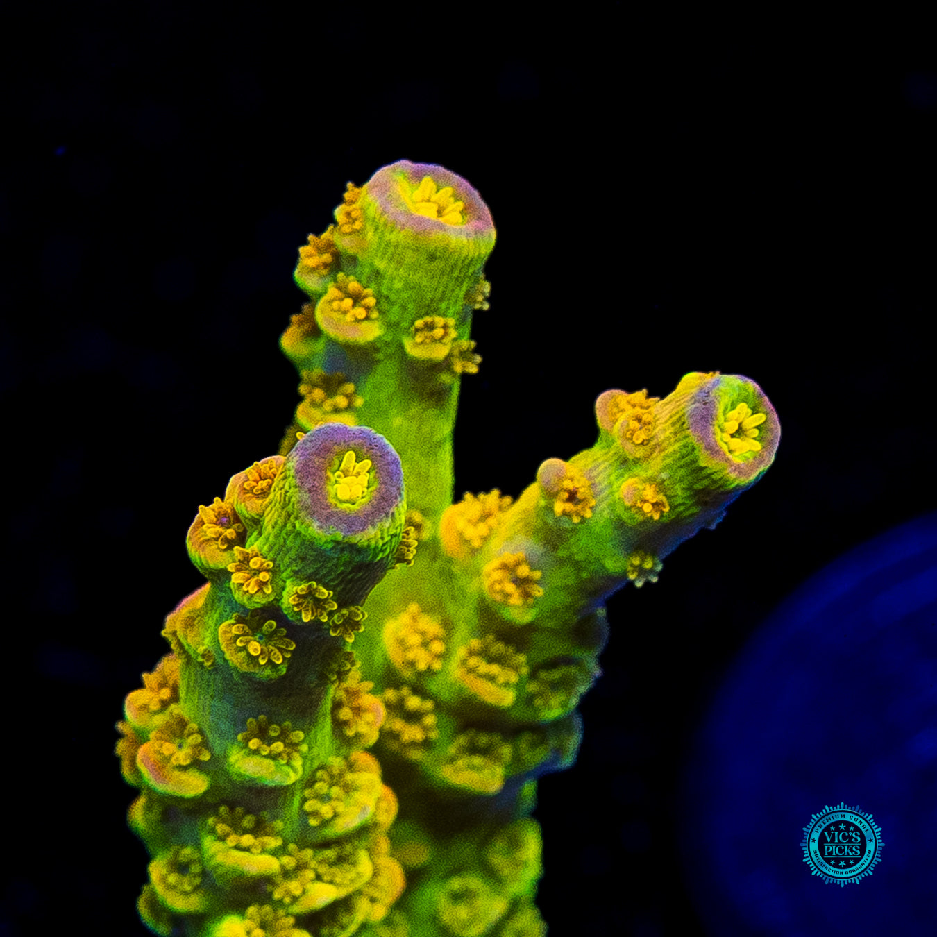 WD Tenuis Acropora