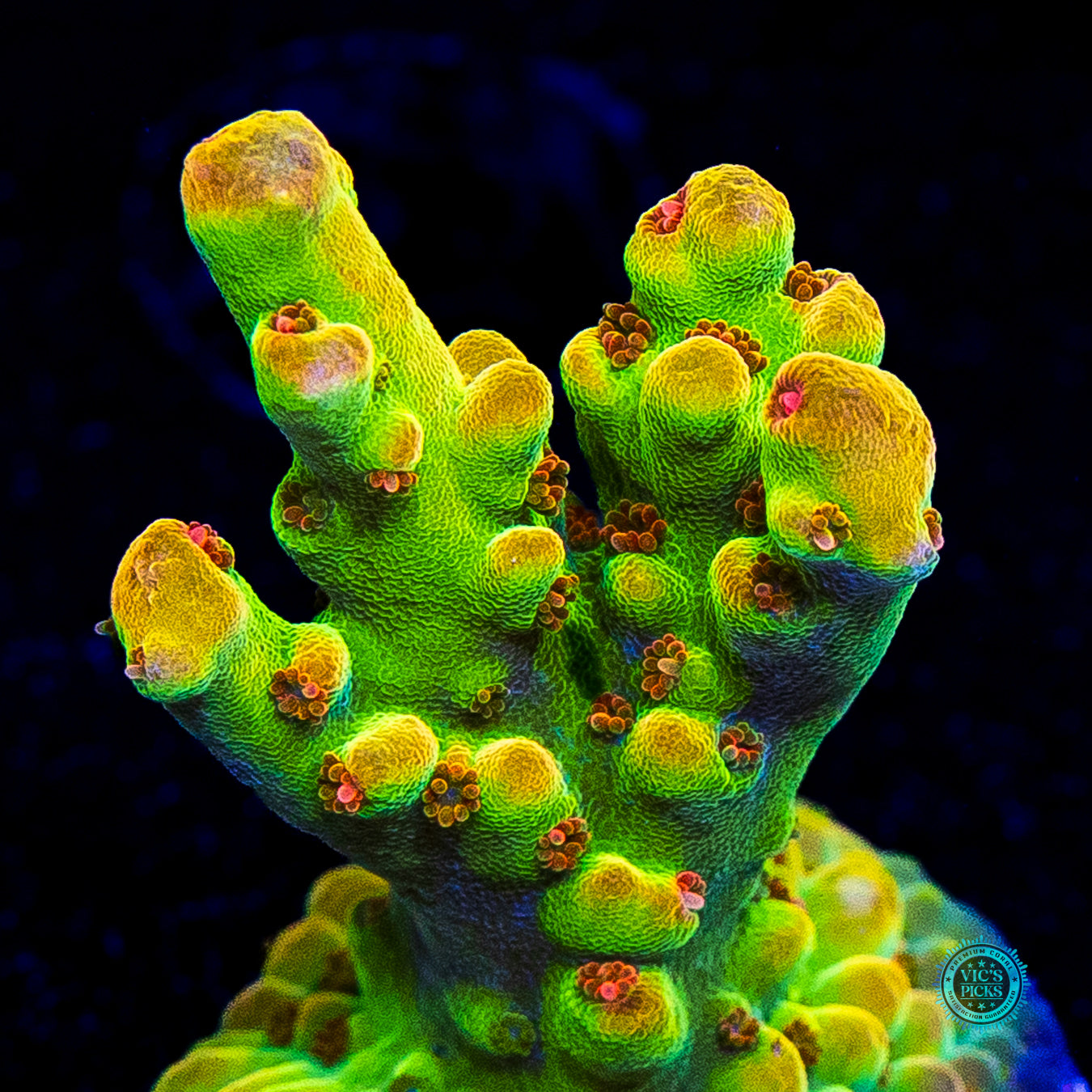 WWC Budgie Smuggler Acropora