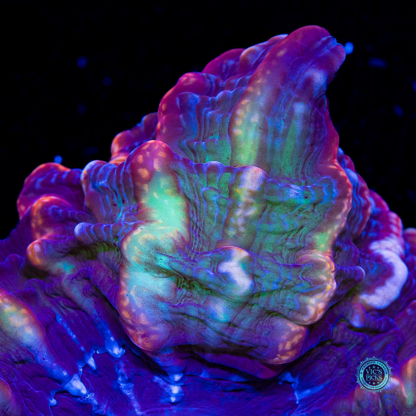 Treasure Trove Indophyllia