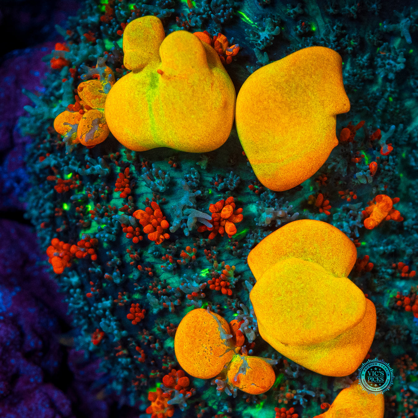 Lou's WWC OG Bounce Mushroom