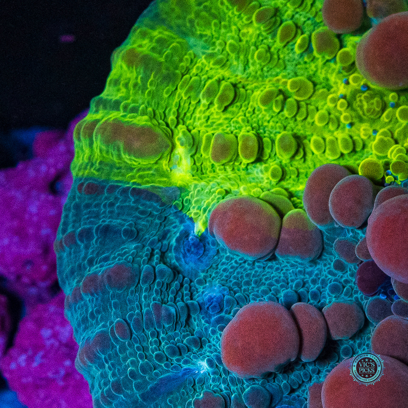 Lou's WWC Cosmic Candy Bounce Chalice