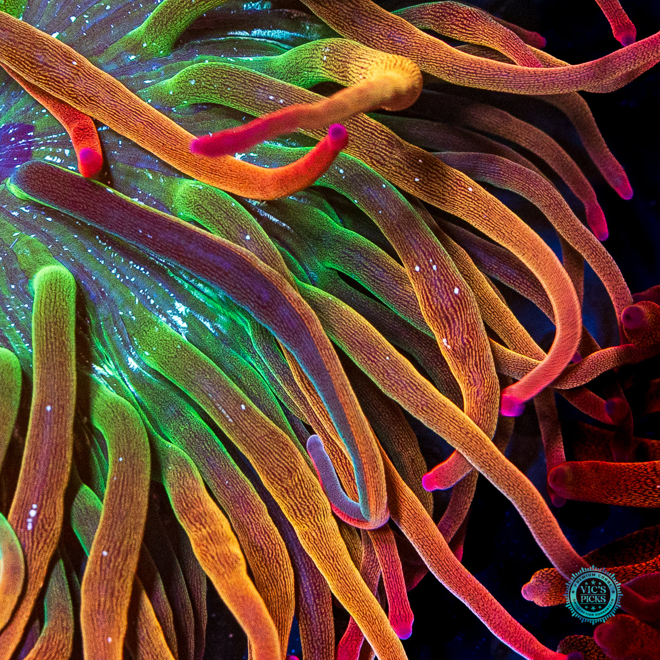 WWC Rainbow Bubble Anemone