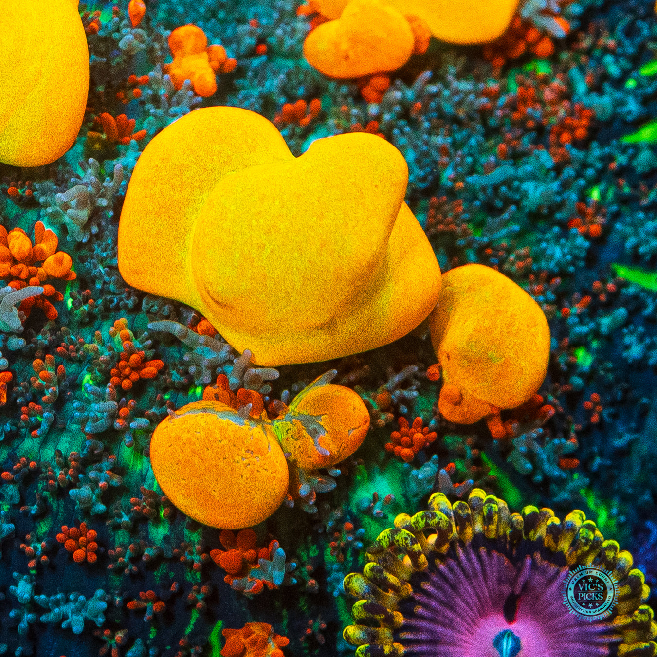 Lou's WWC OG Bounce Mushroom