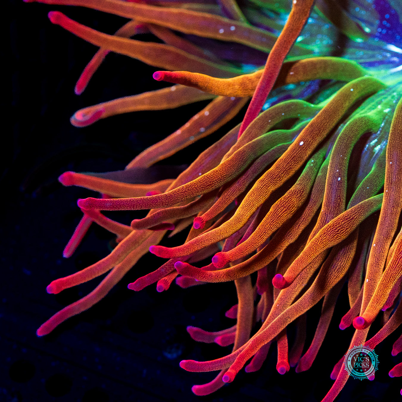 WWC Rainbow Bubble Anemone