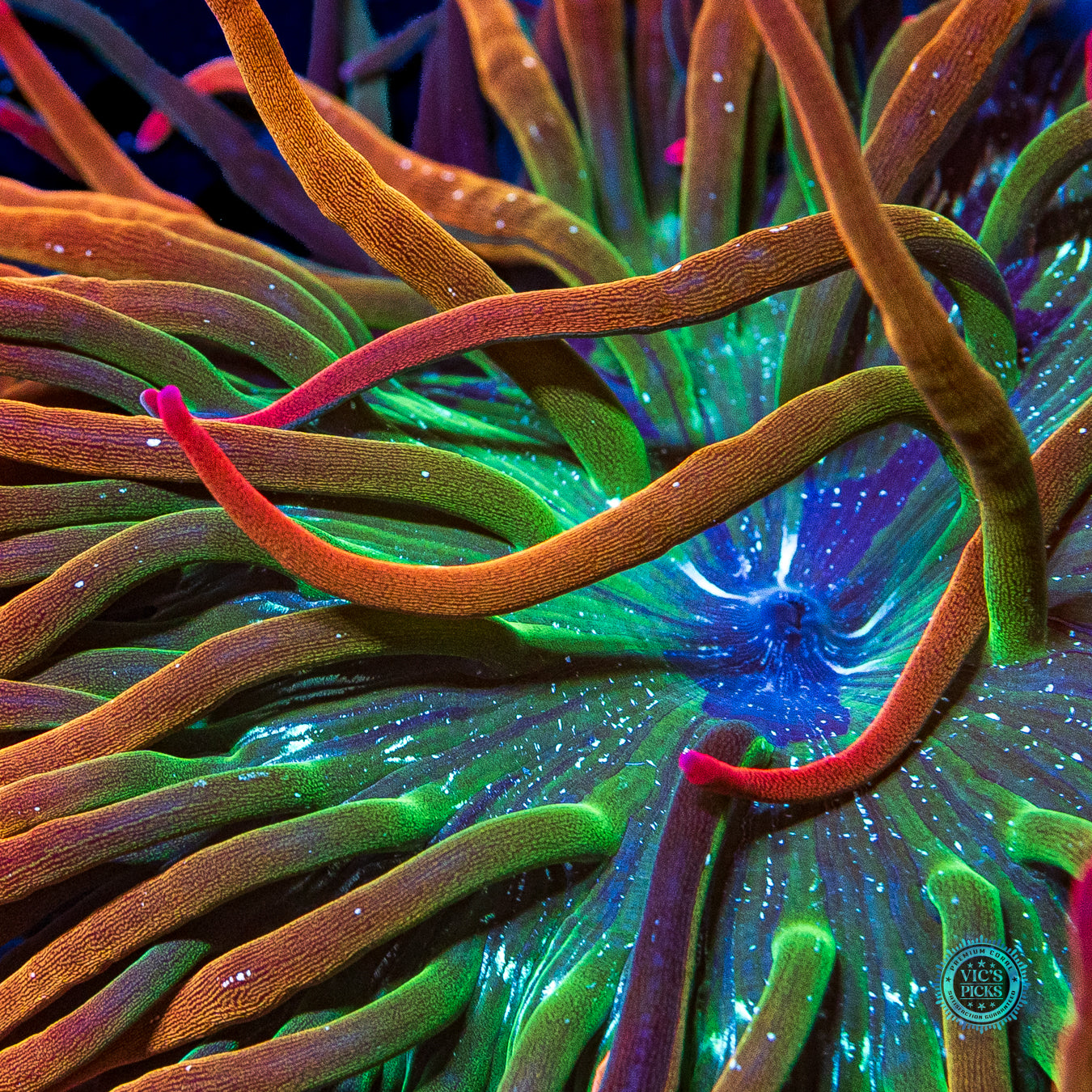 WWC Rainbow Bubble Anemone