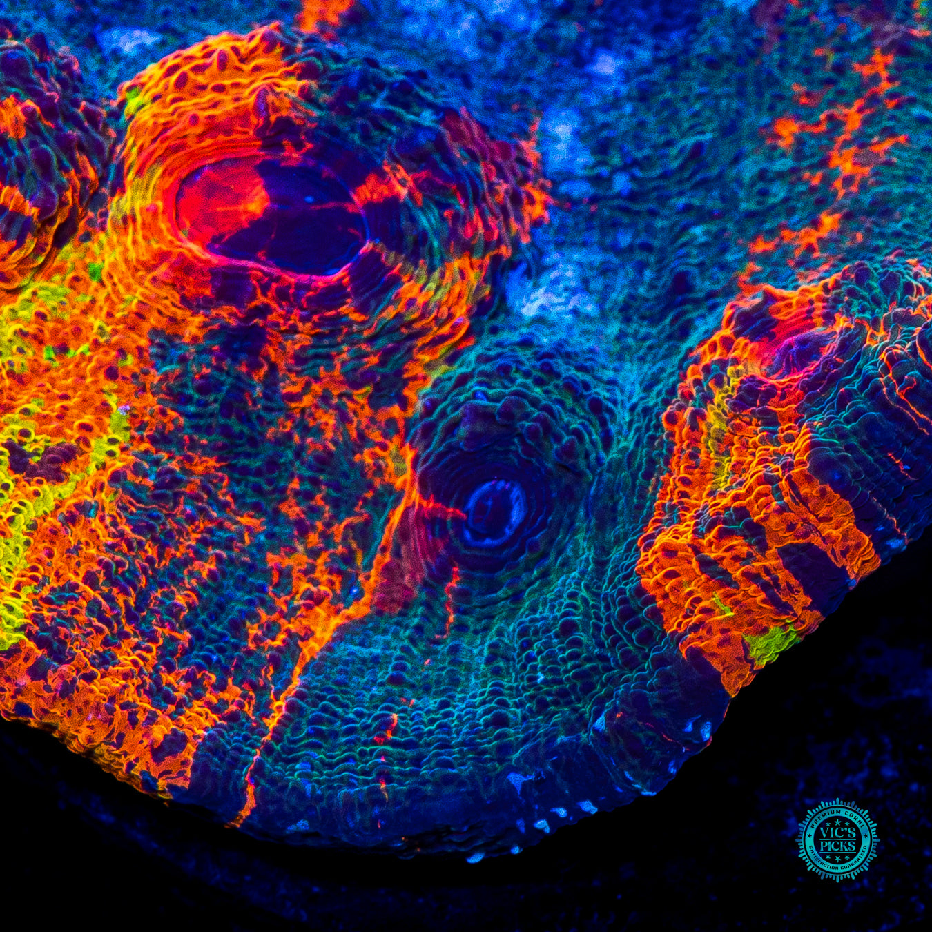 Nightmare Inferno Chalice