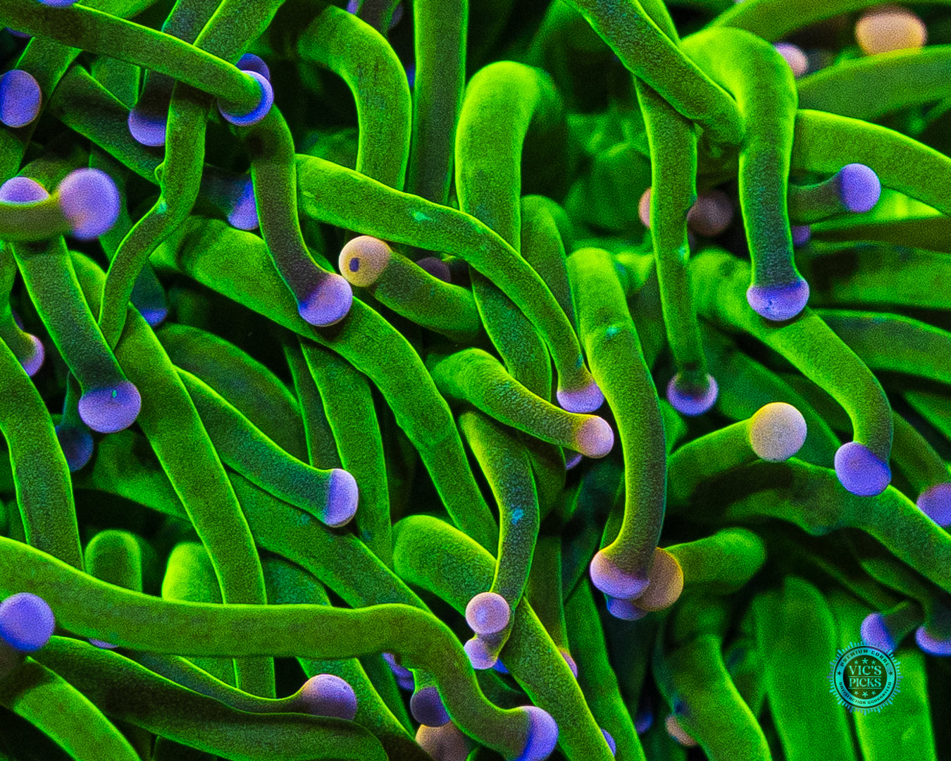 XXL Pink Tipped Cotton Candy Torch