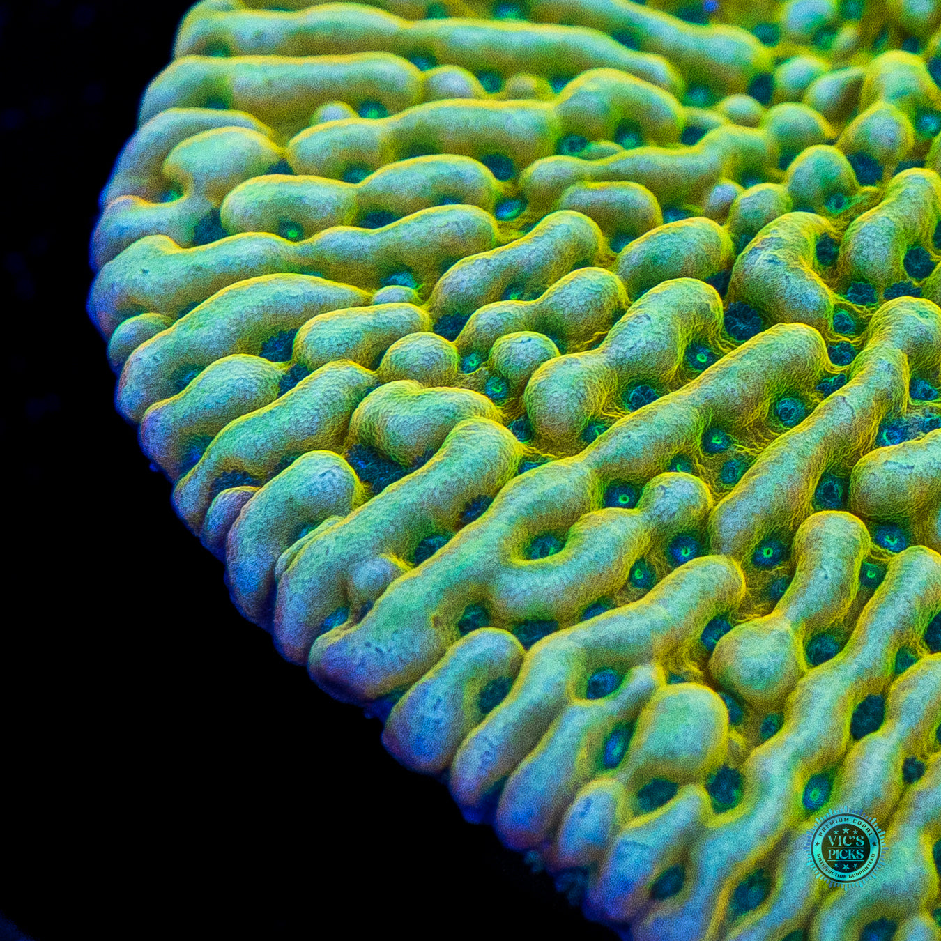 Jason Fox Beach Bum Montipora