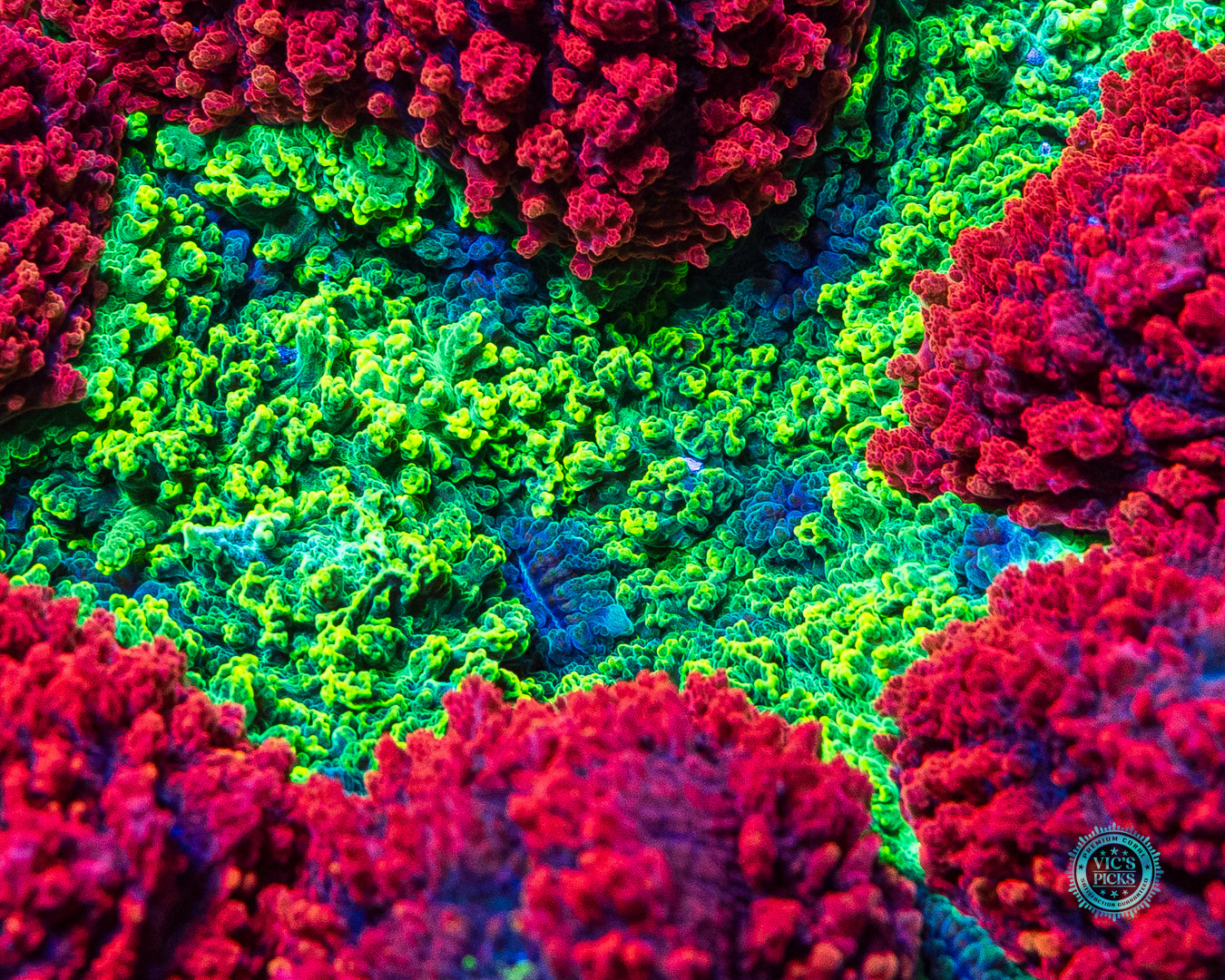 Ruby Red Symphyllia