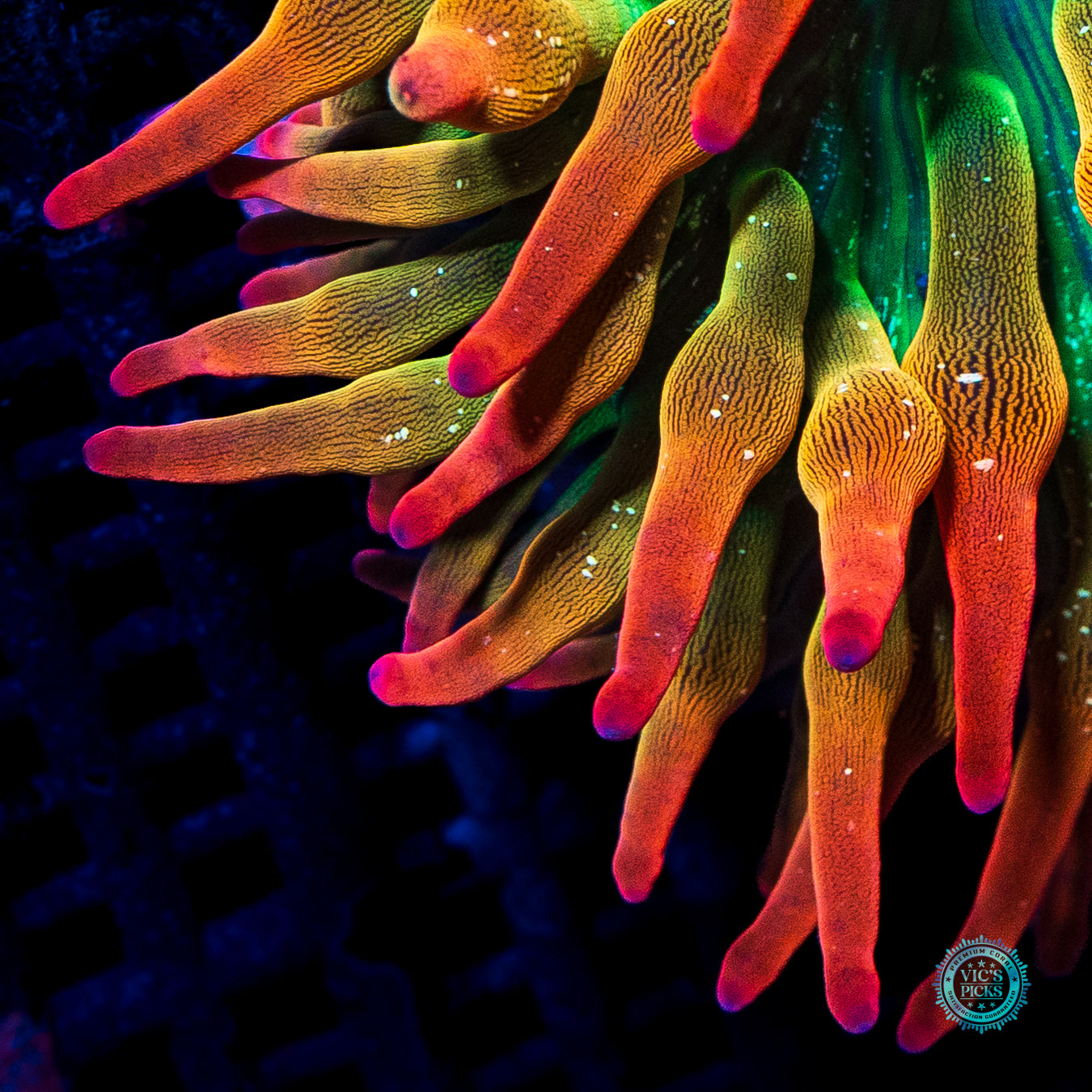 WWC Rainbow Bubble Anemone