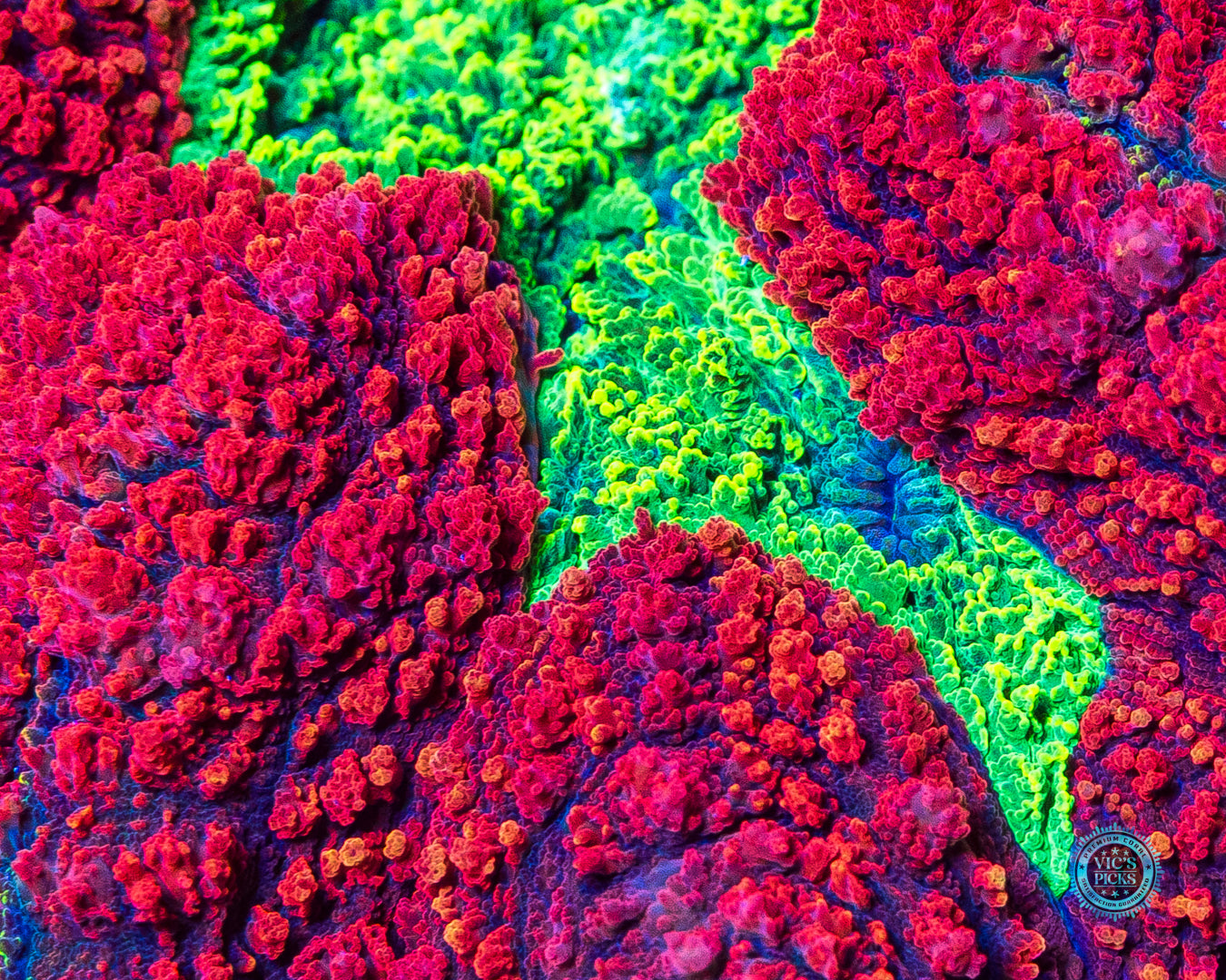 Ruby Red Symphyllia