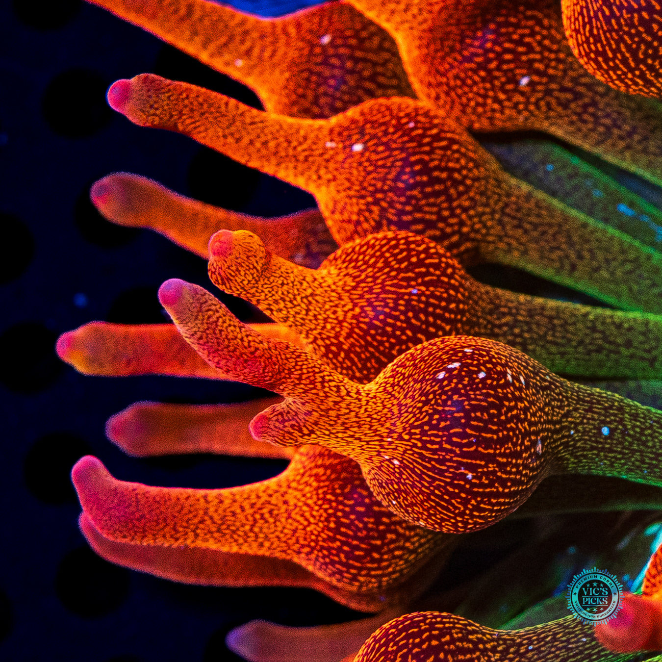 WWC Jupiter Juice Bubble Anemone