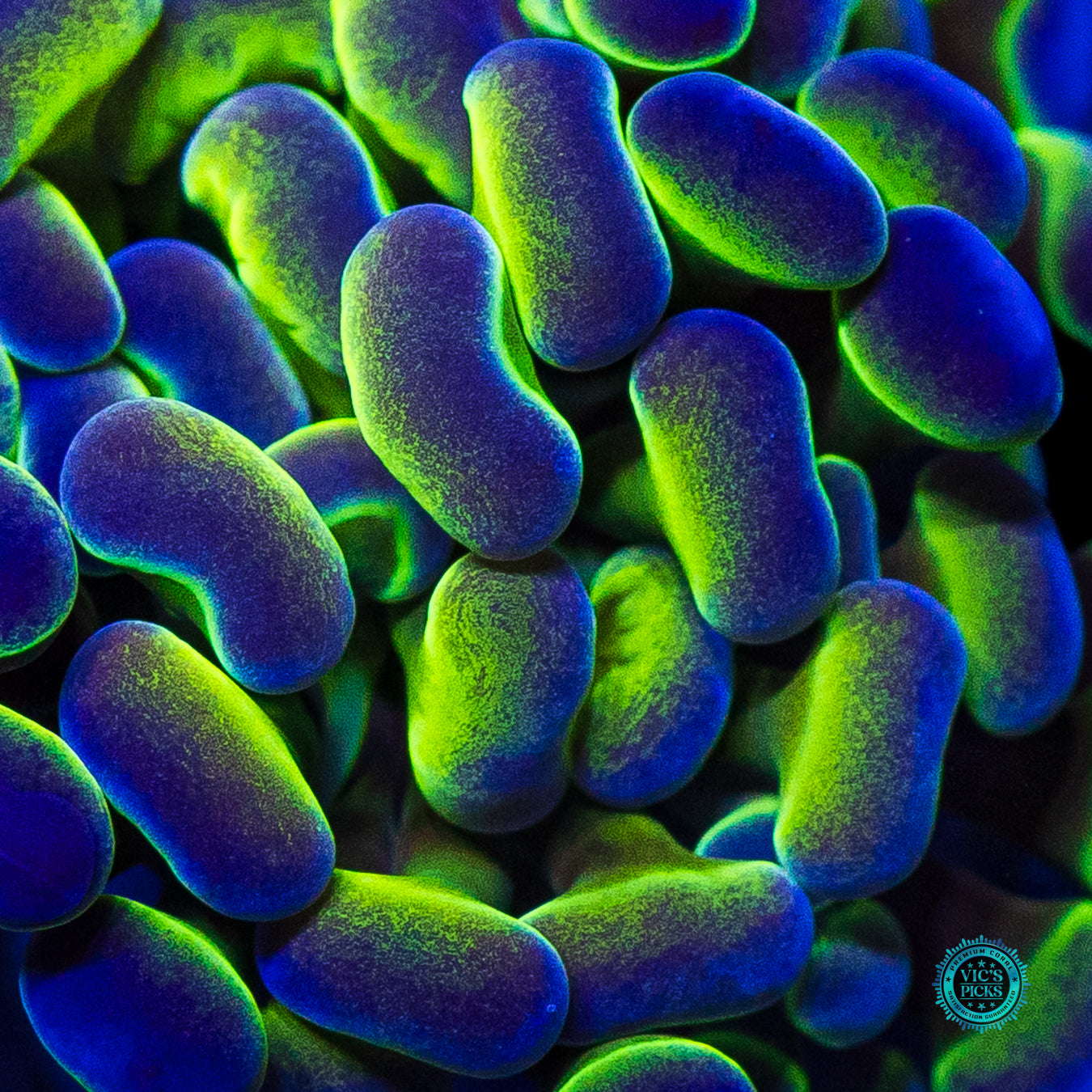 Hologram Branching Hammer