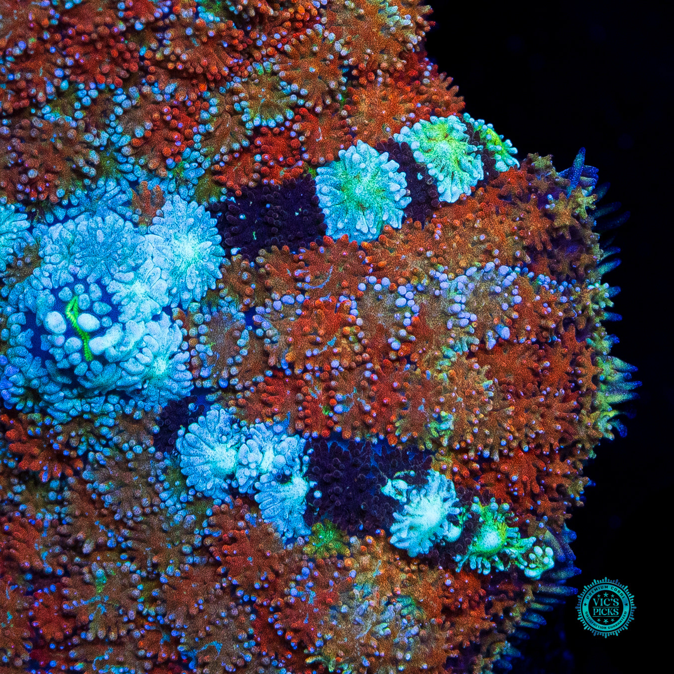 Time Lost Carpet Mushroom