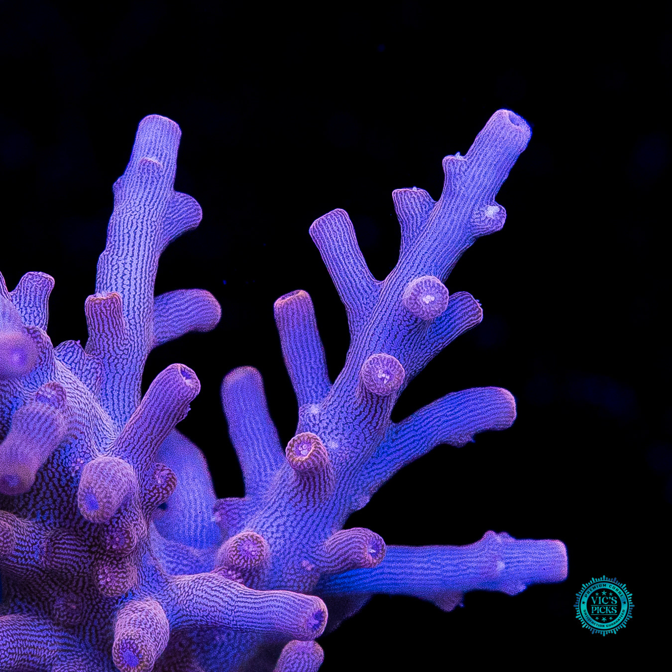 POTO Golden Dragon Acropora