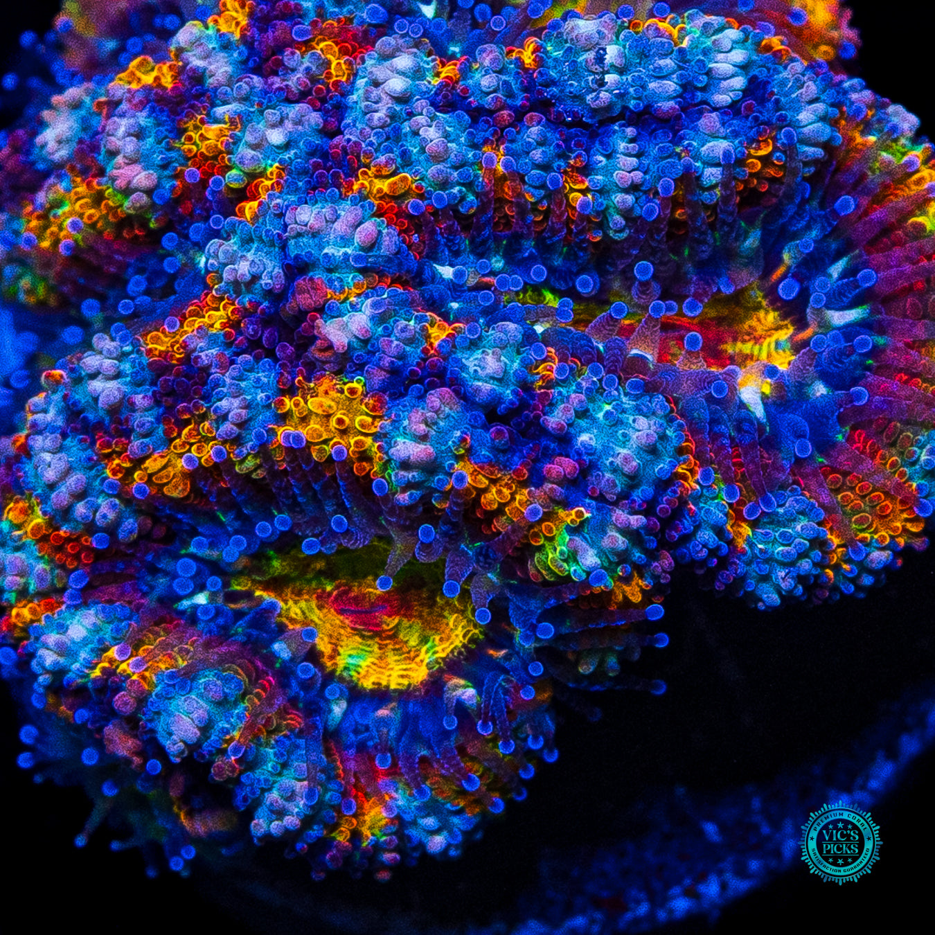 Soul Stone Aussie Lord